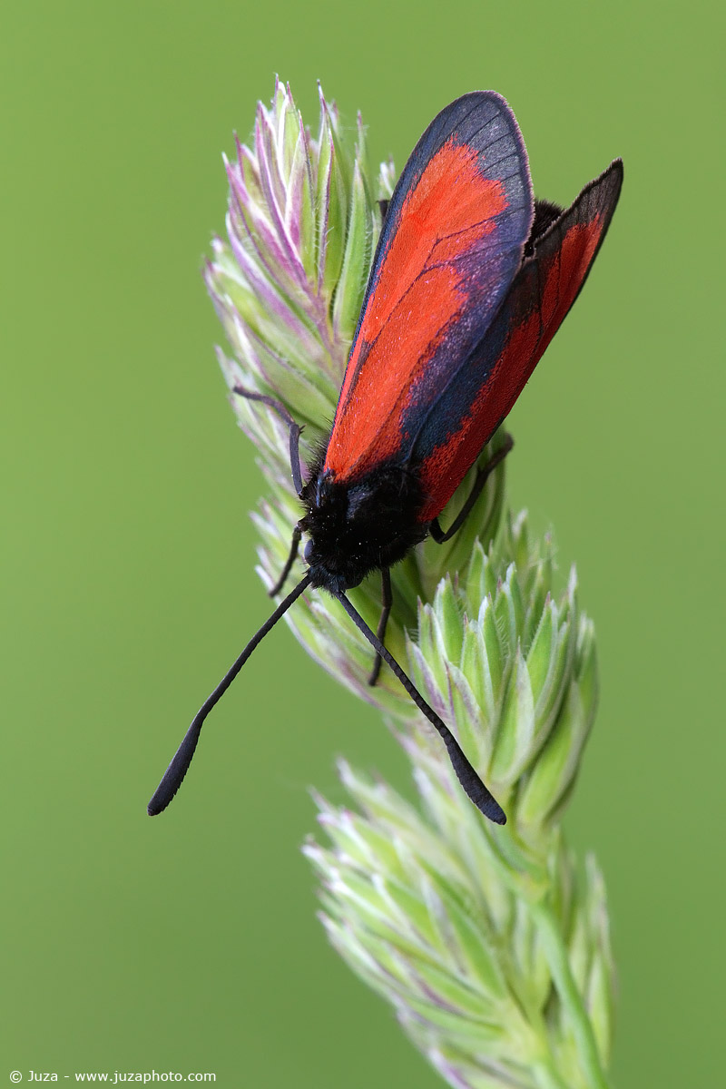 Zygaena exulans, 012154