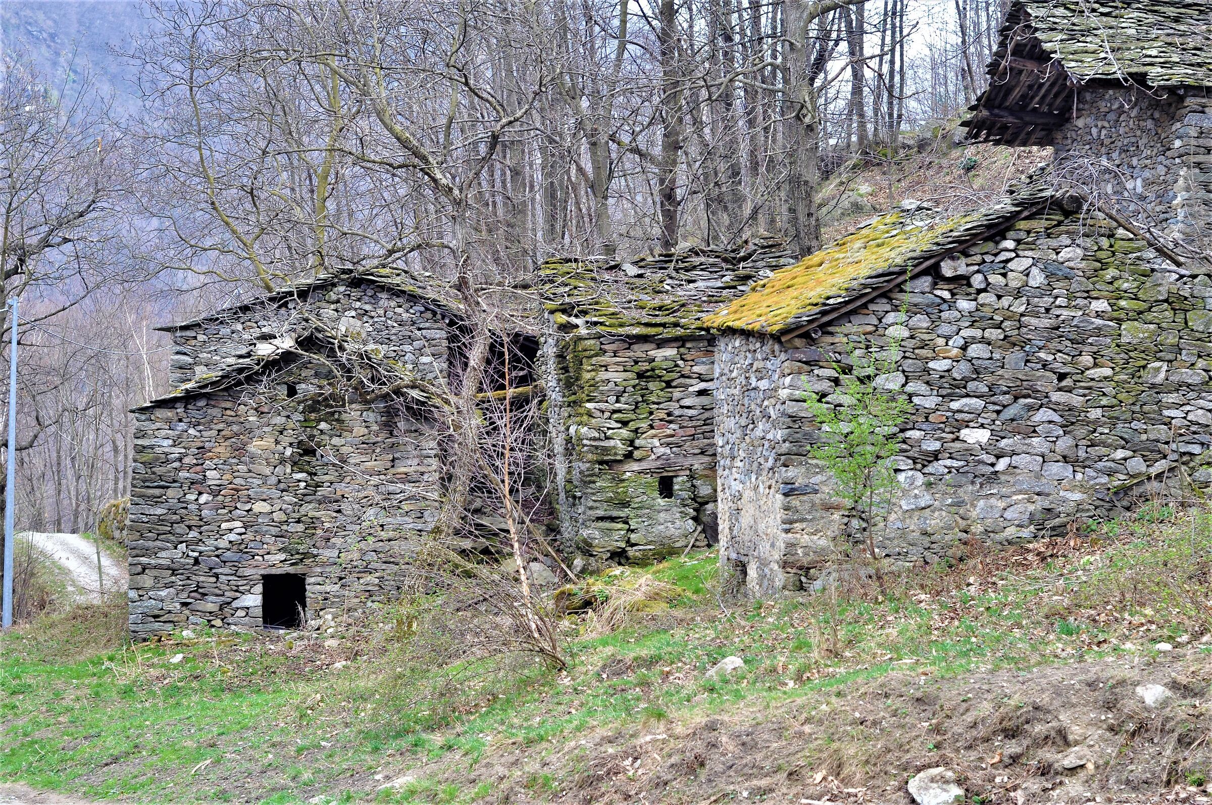 Un villaggio nel bosco