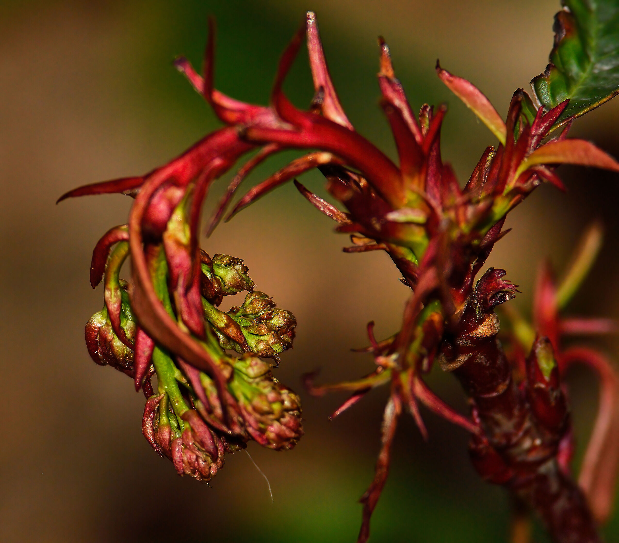 Chissà se si riprenderà ...