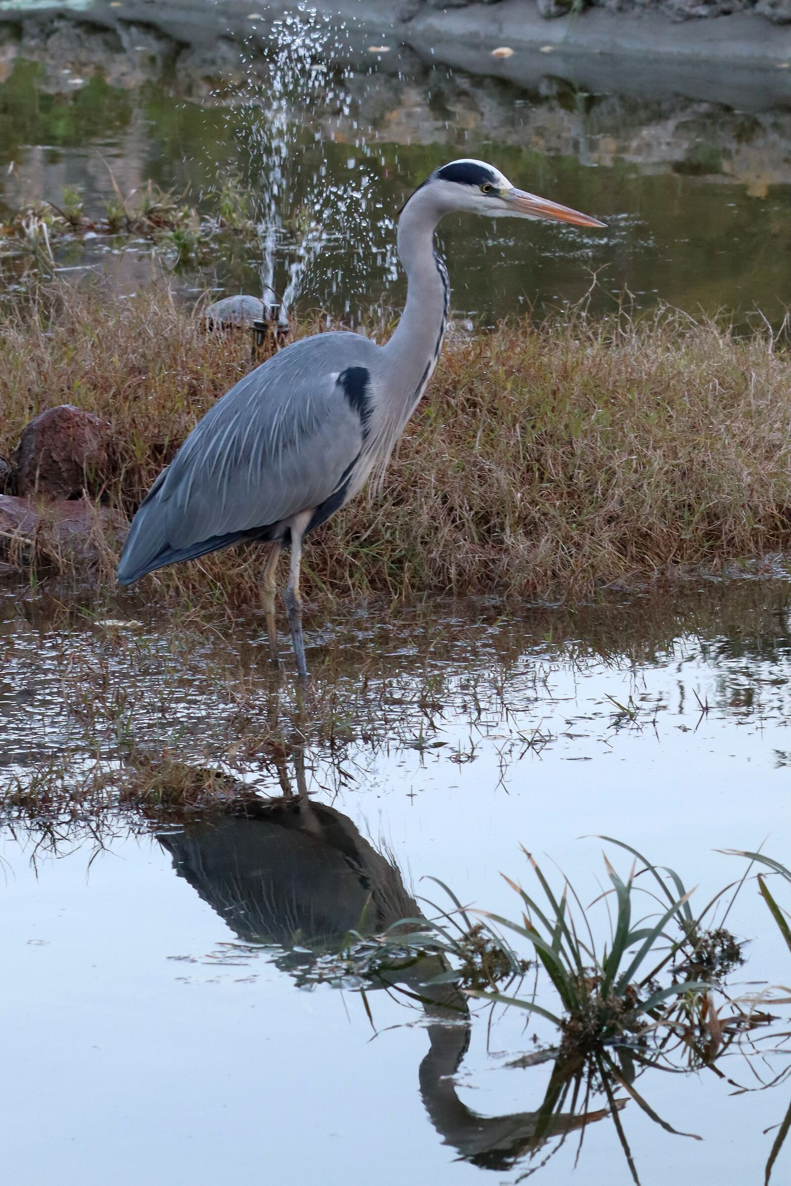 Heron Cinerino avilla Niscemi PA