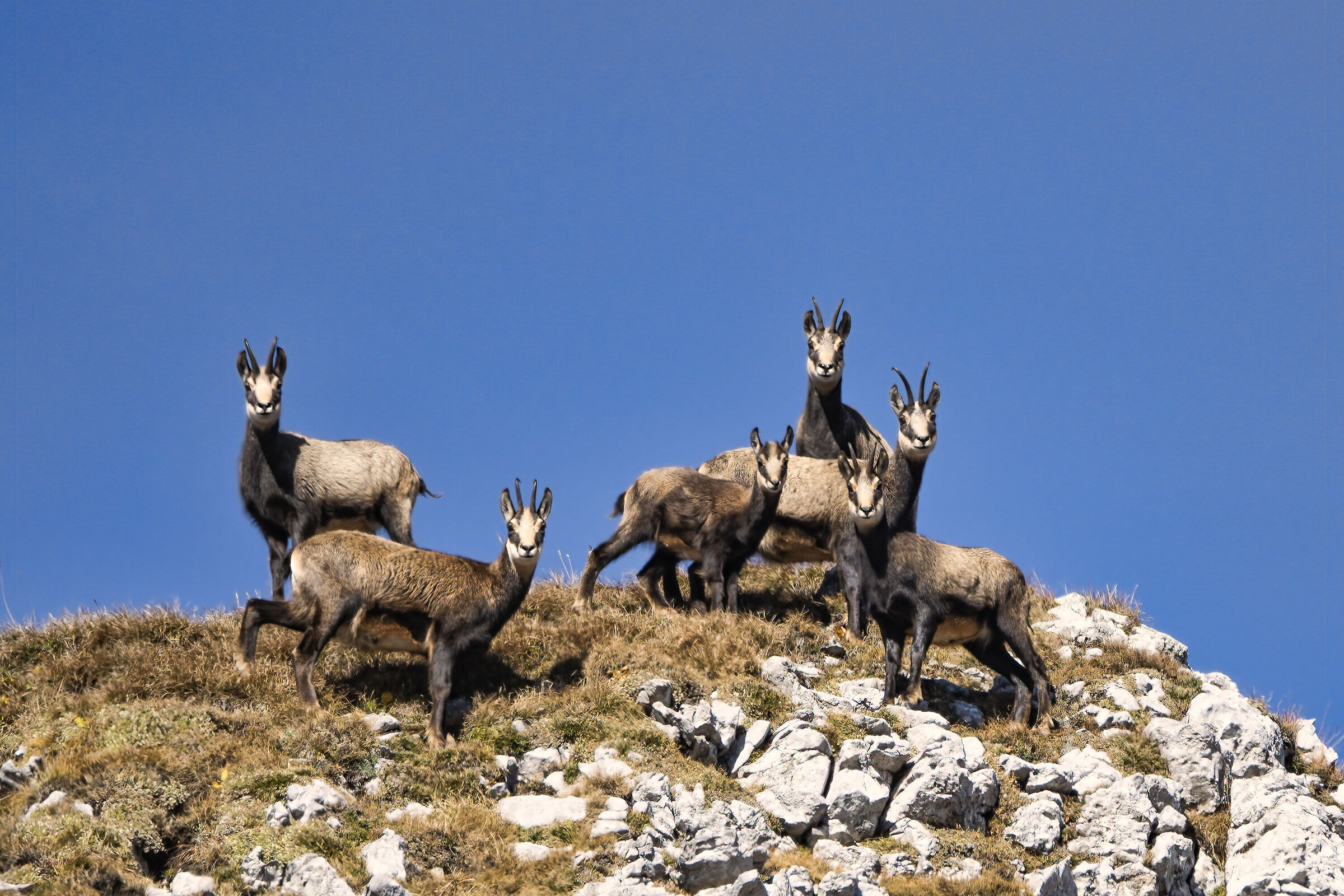 Gruppo di familia in posa