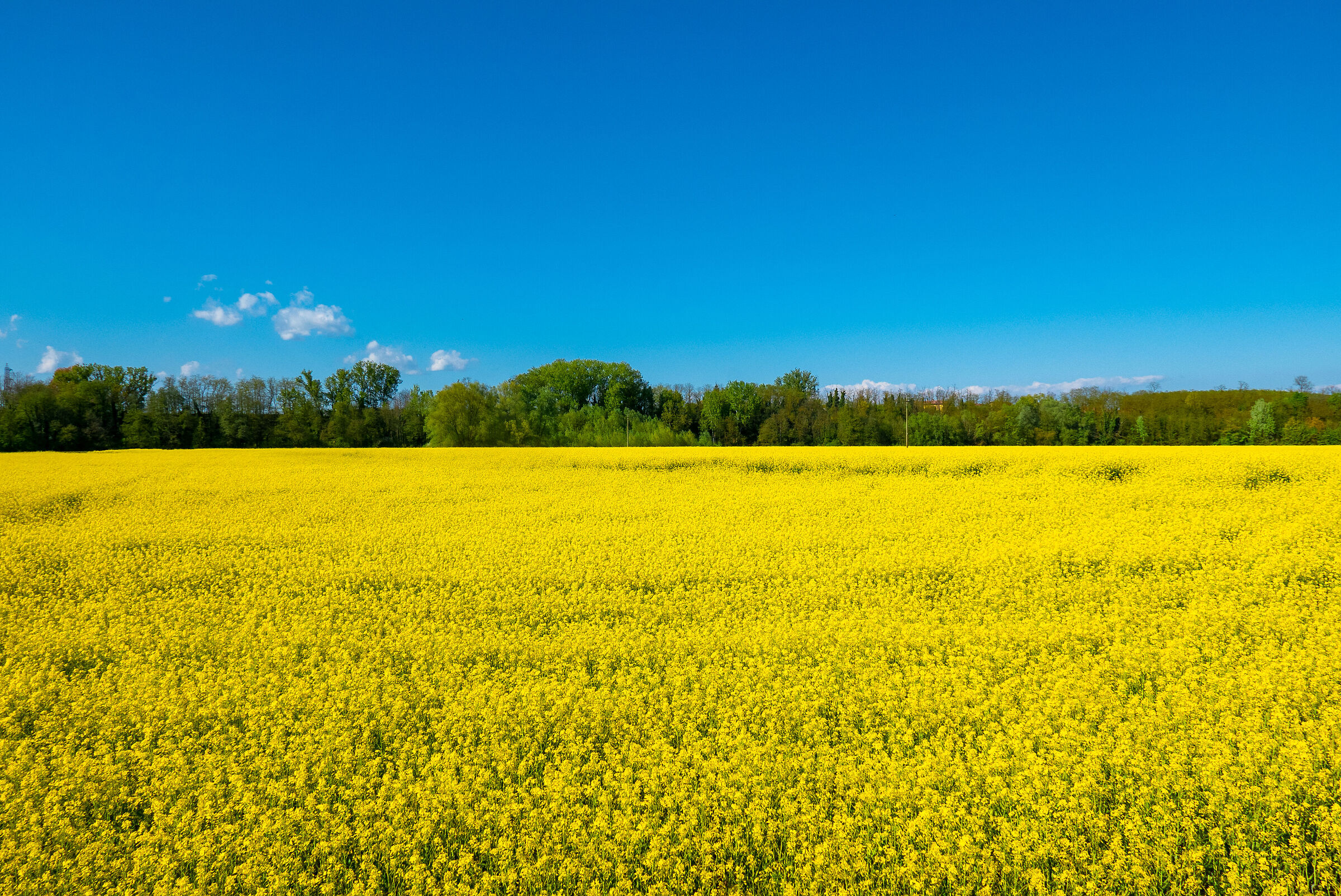 Mar giallo in Lomellina