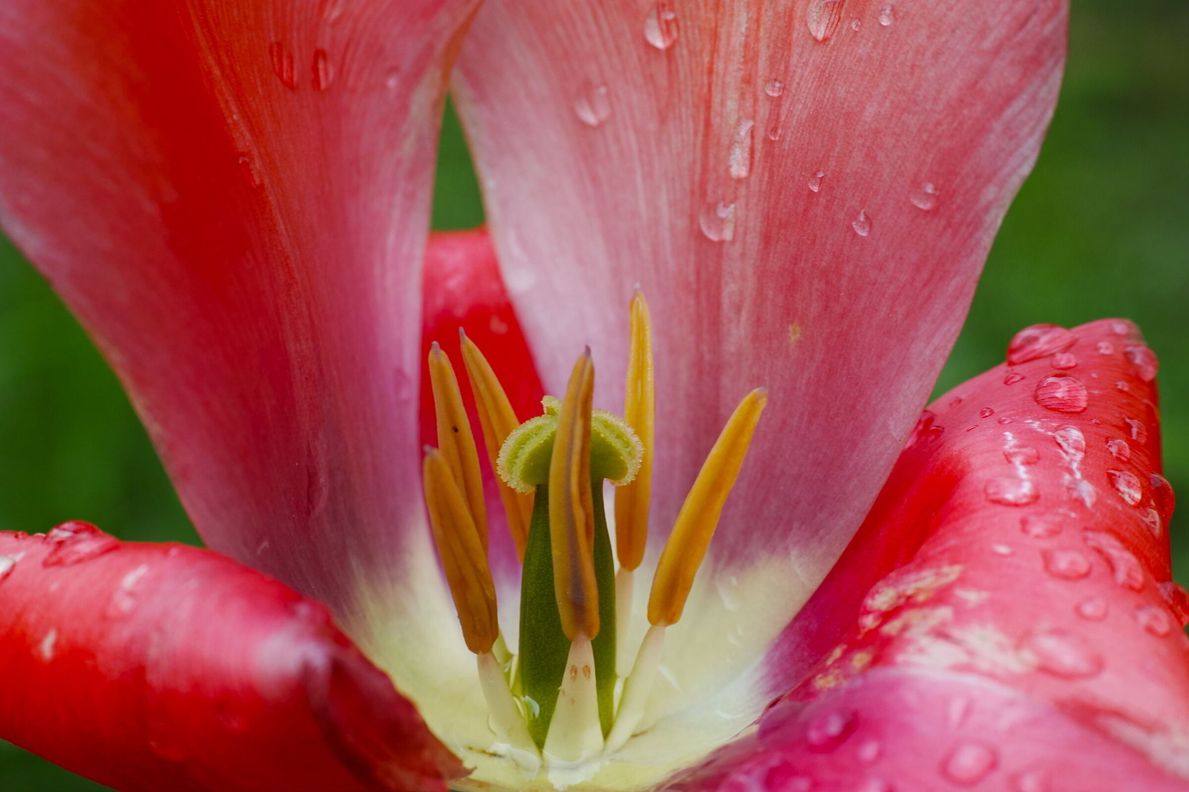 tulipano dopo la pioggia