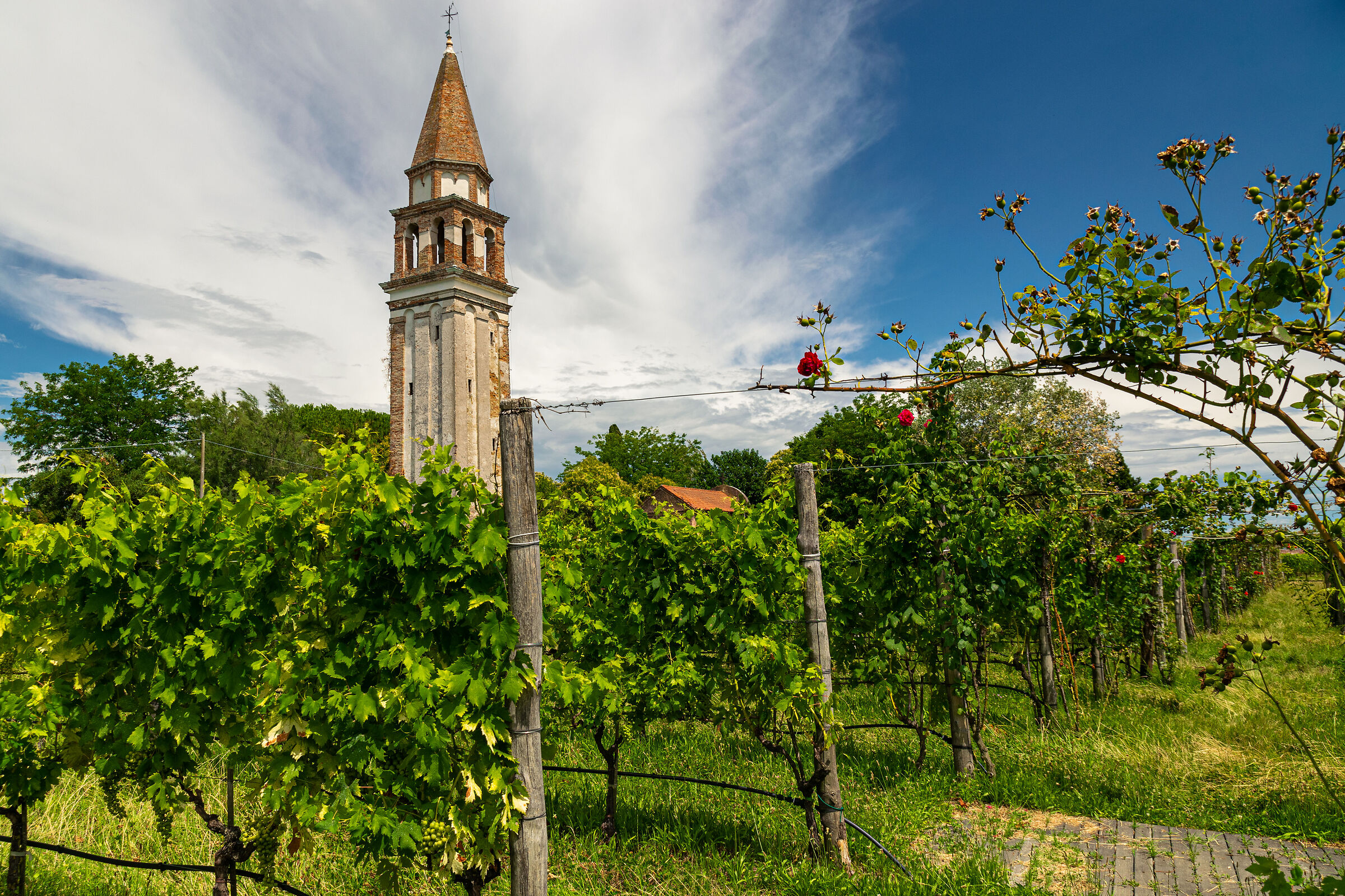 le rose tra le vigne