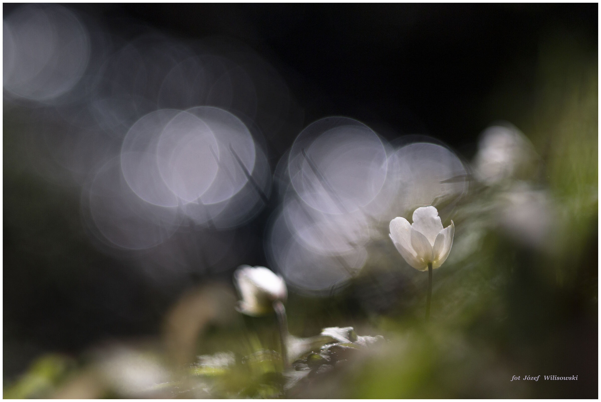 Diaplan modificato 80/2,8