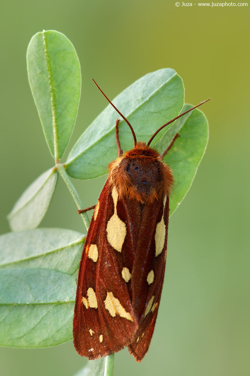 Hyphoraia aulica, 012177