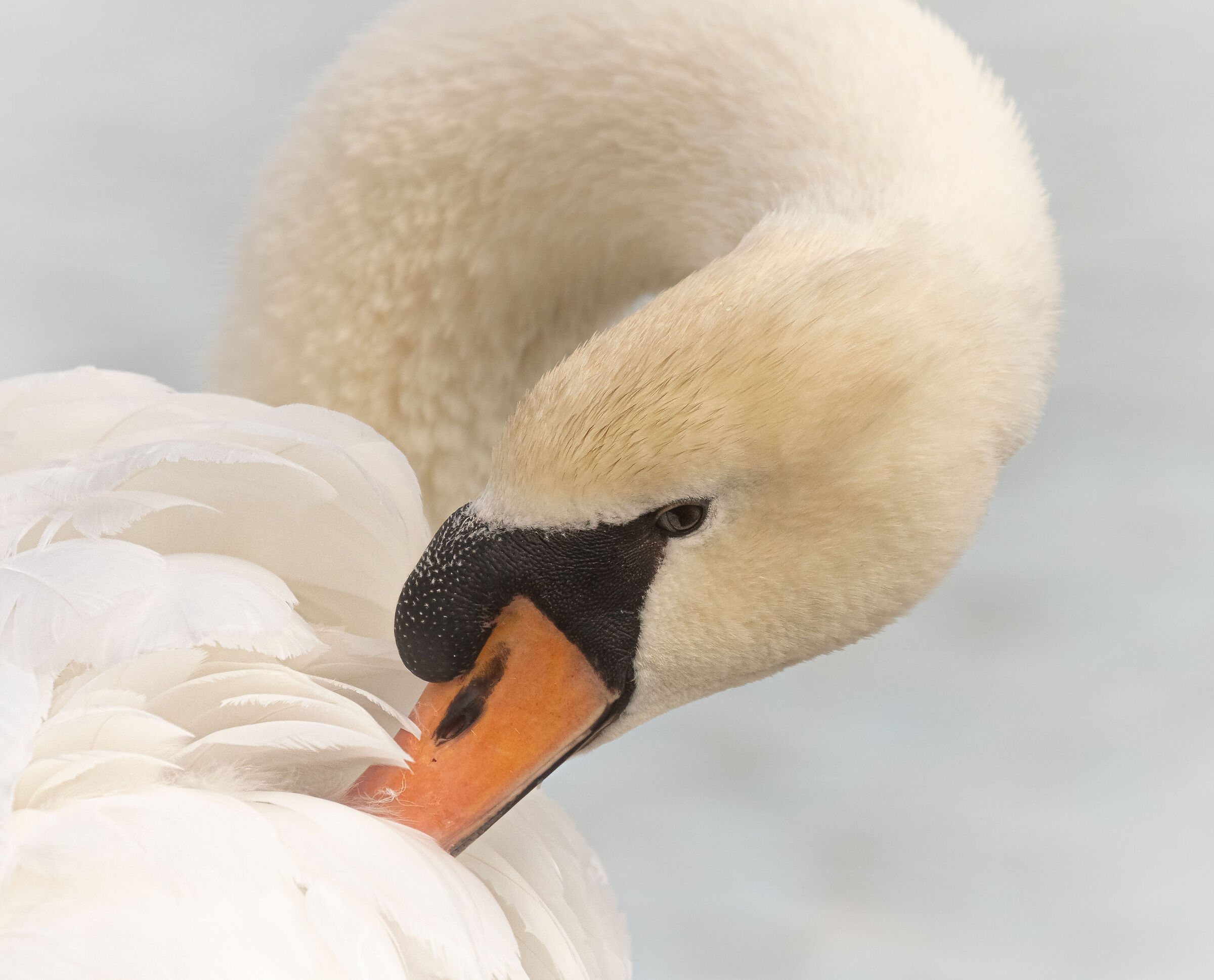 Cigno Reale