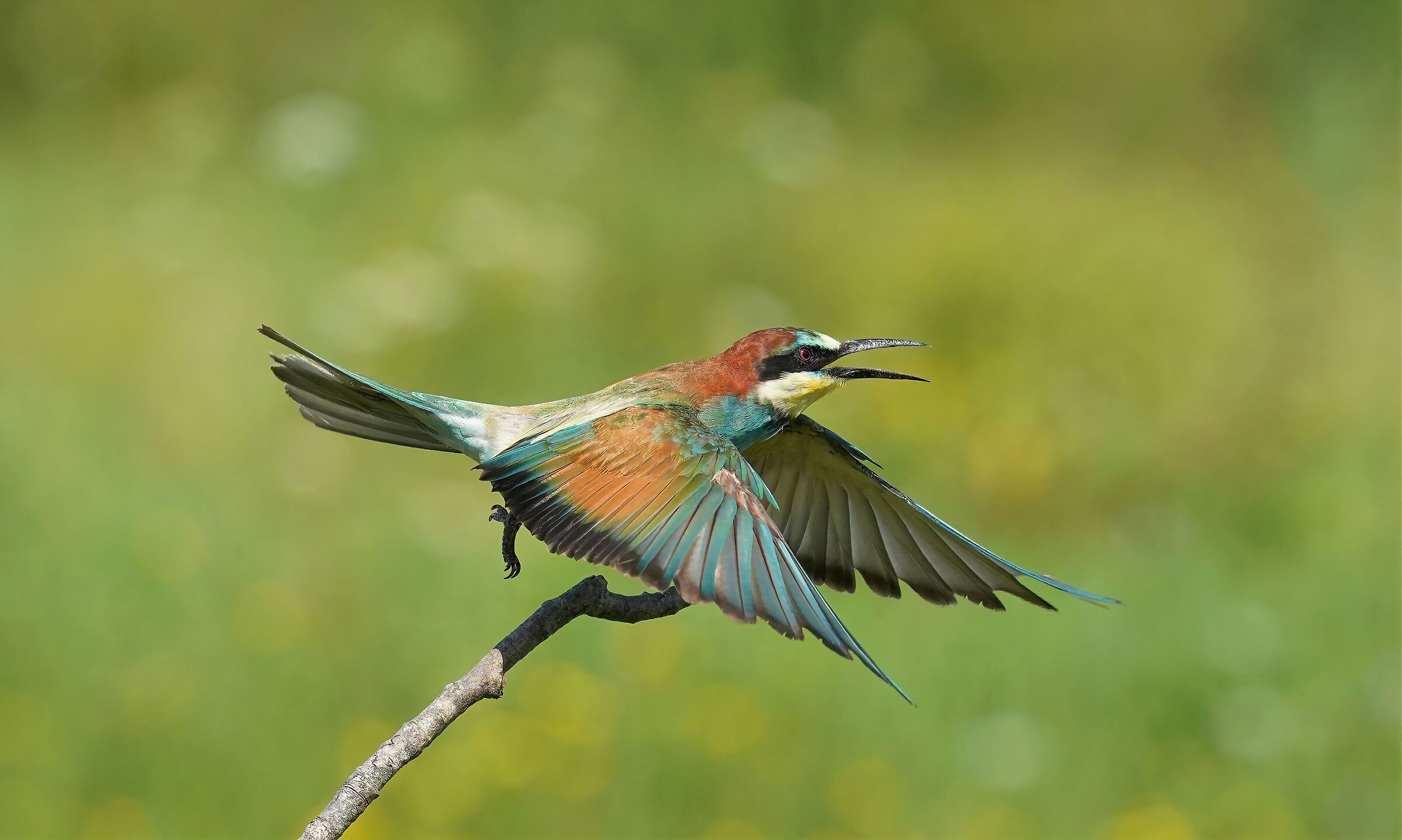 bee-eater