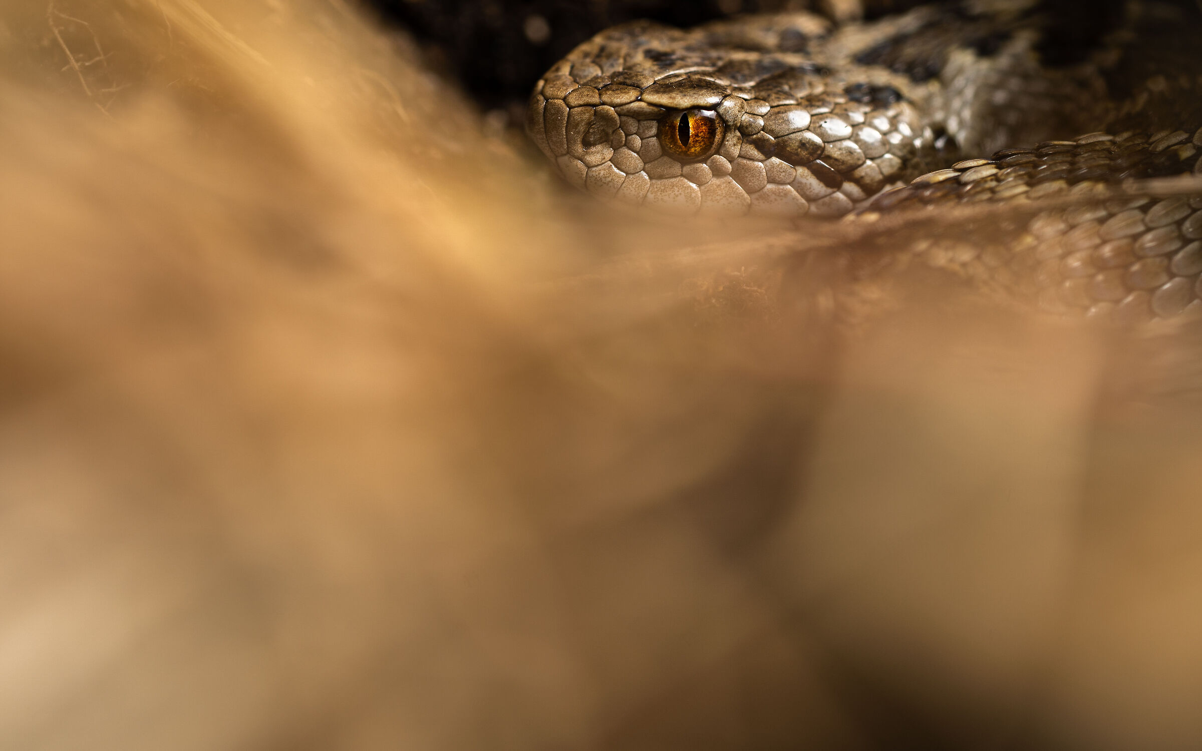 Slither in the Meadow