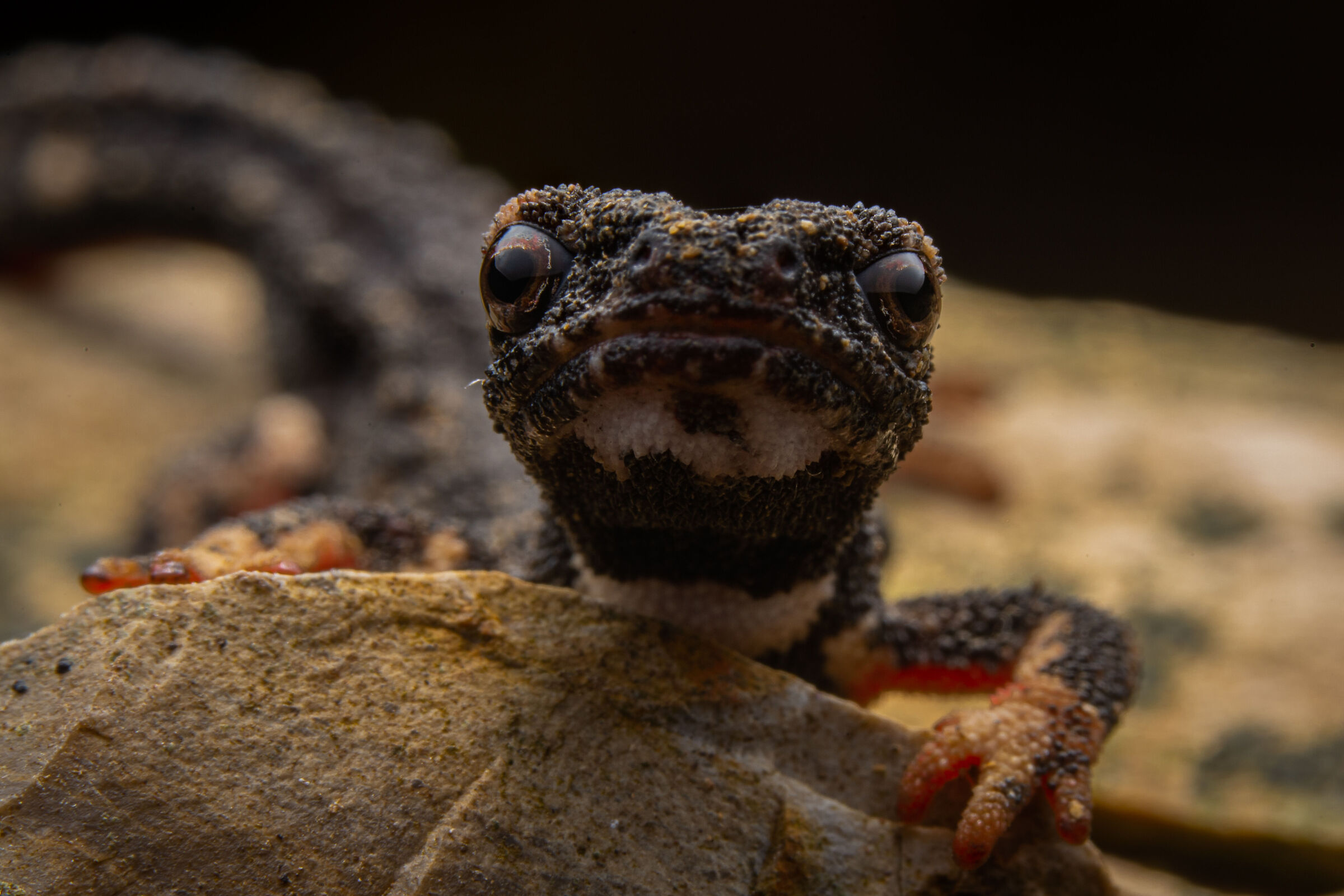 S. perspicillata, portrait