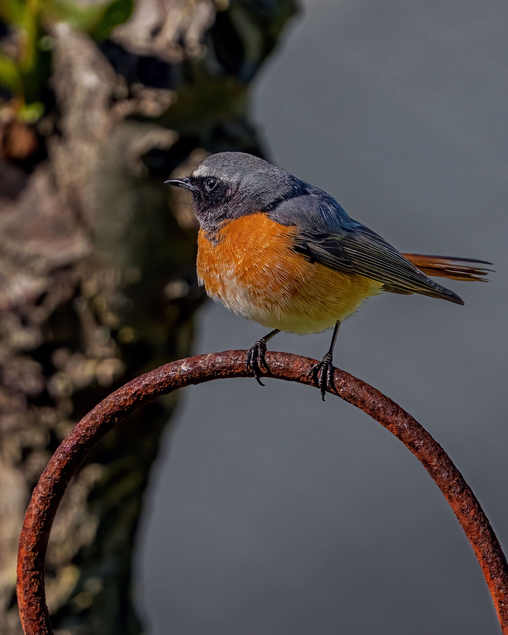 Codirosso - when I'm old I'm going to be the !!!!