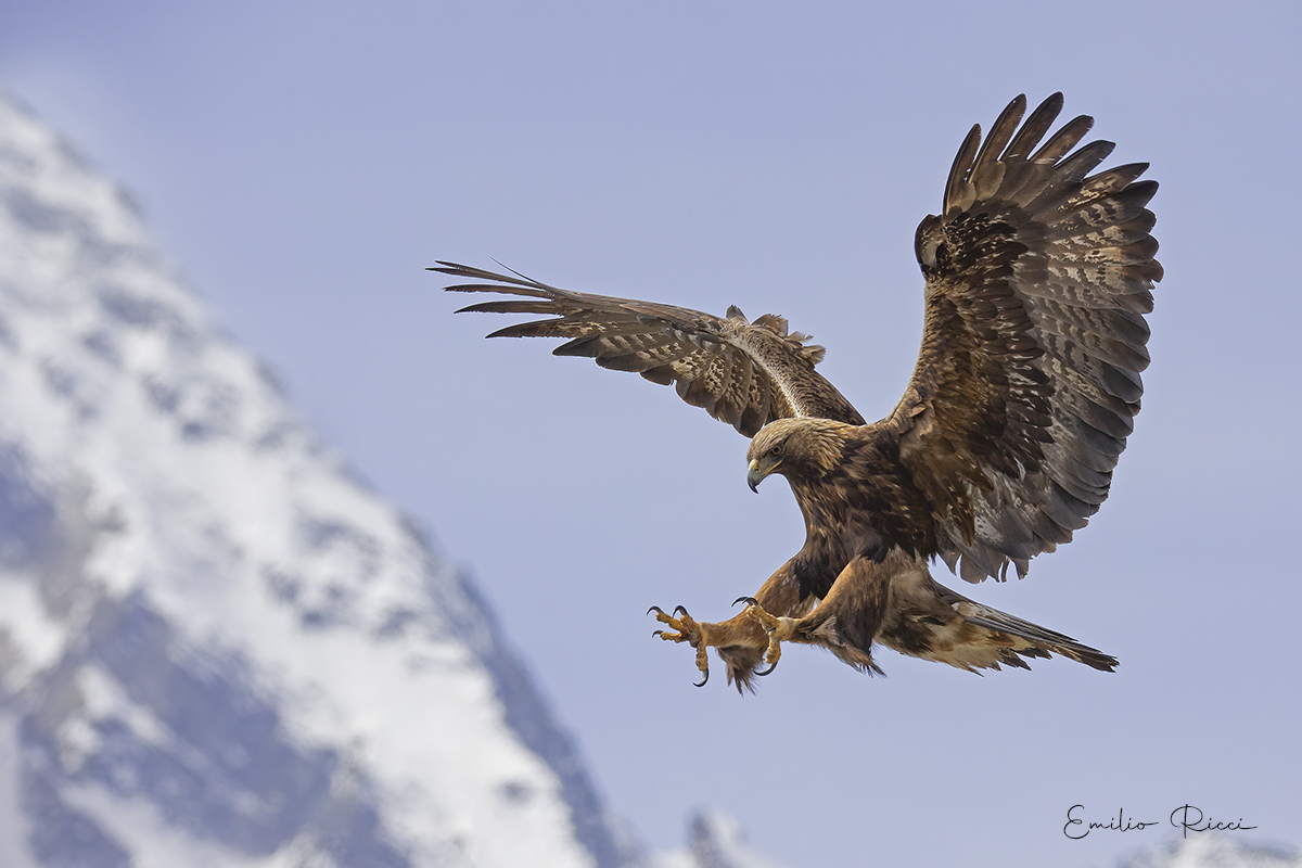 golden eagle -Italian Alps-
