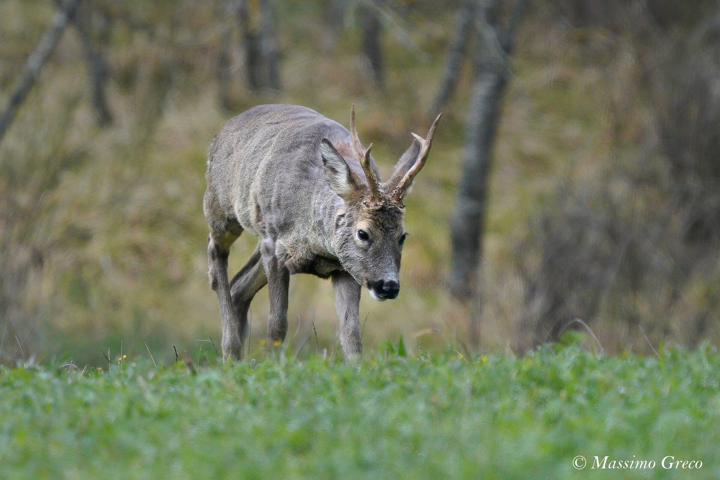 Roe deer (Capreolus capreolus)