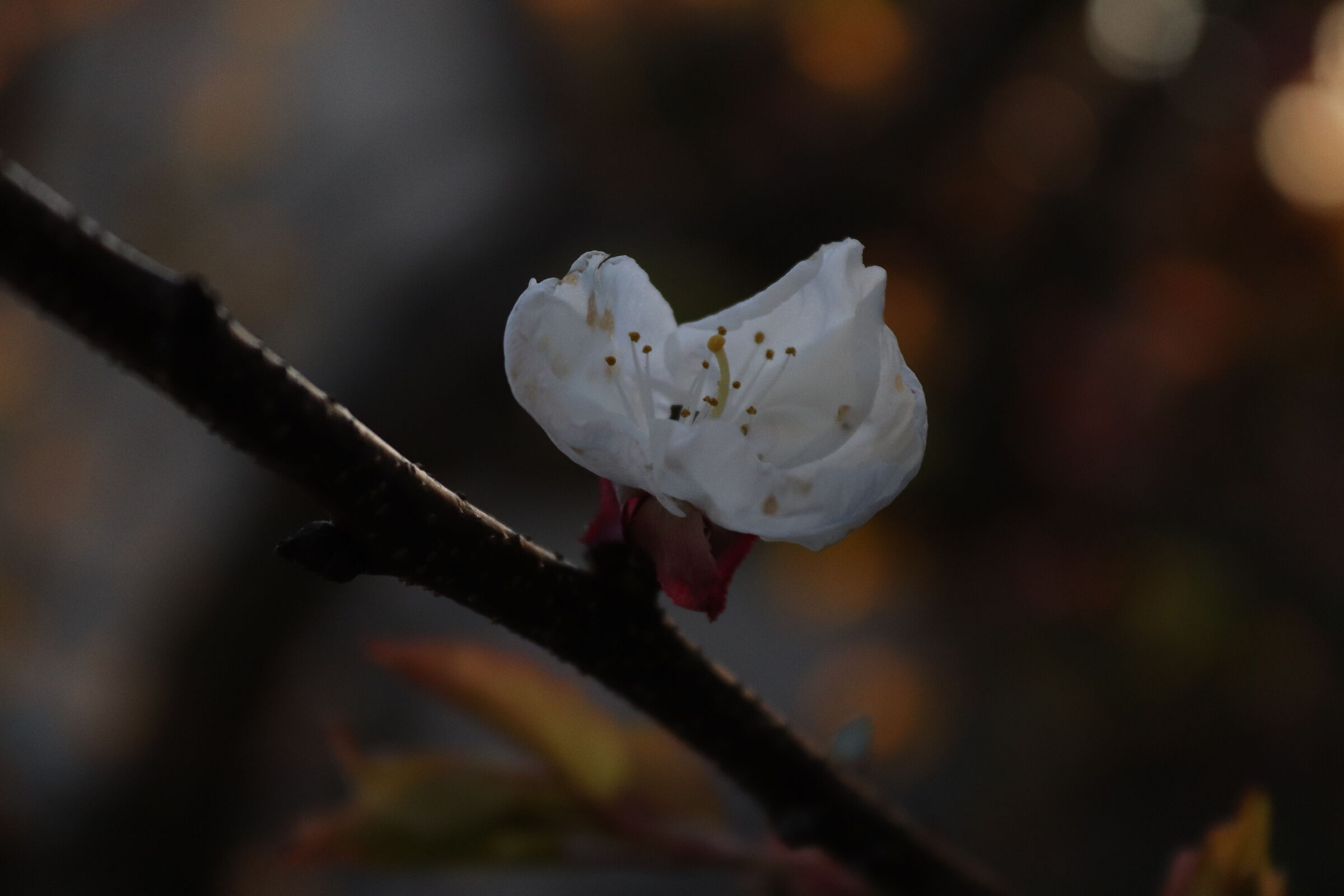 Apricot - Prunus Armeniaca