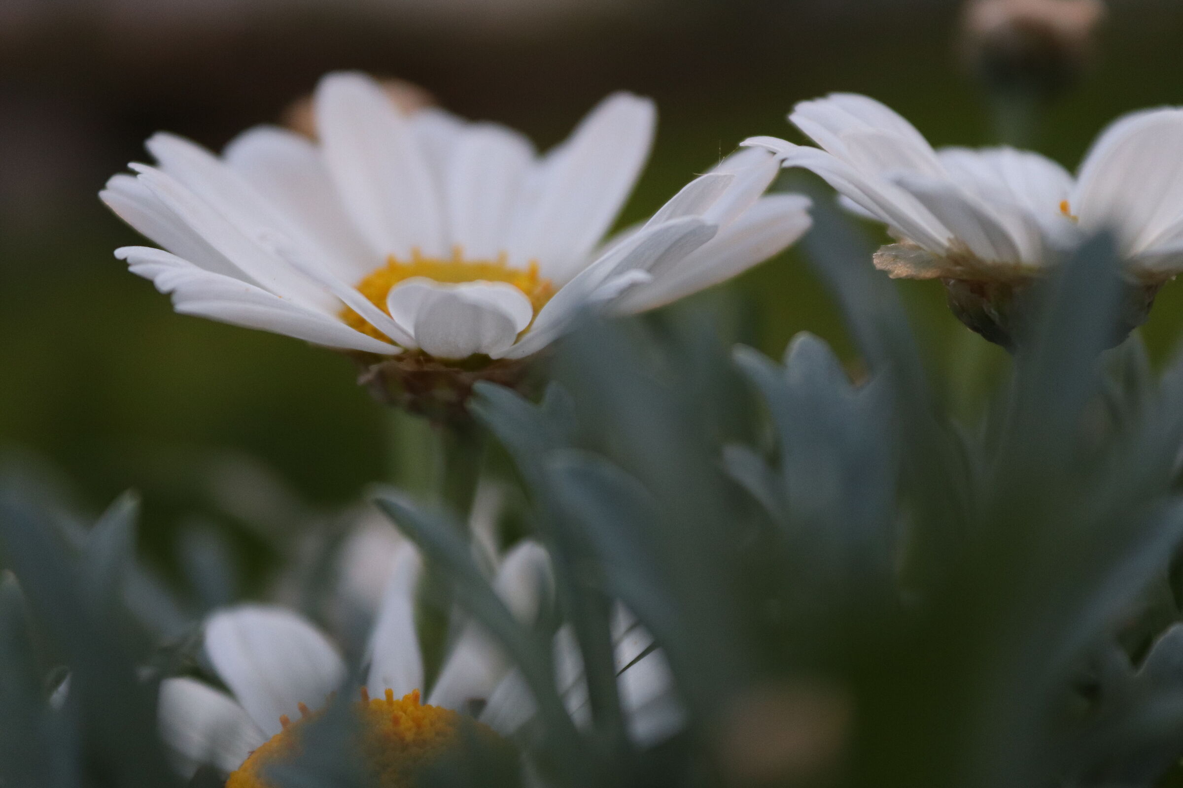 Margaret - Leucanthemum vulgare