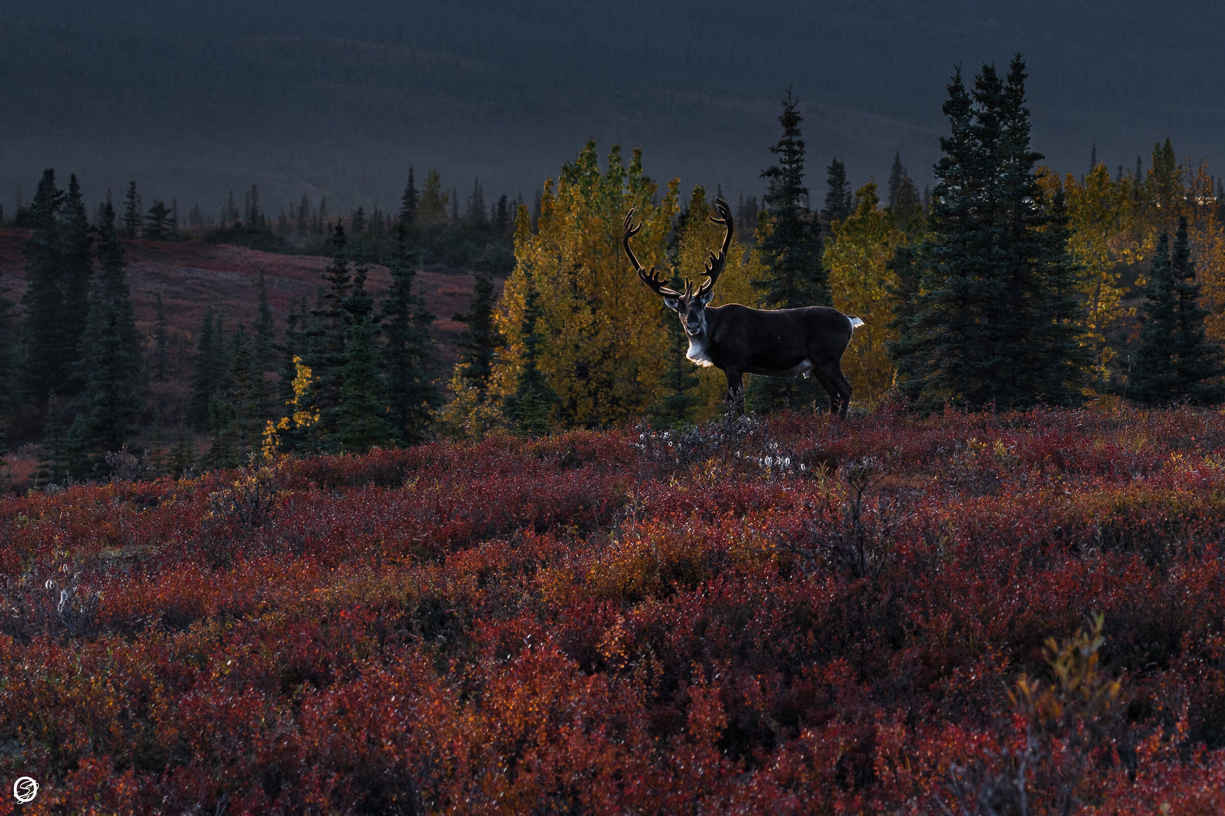 Unexpected encounter