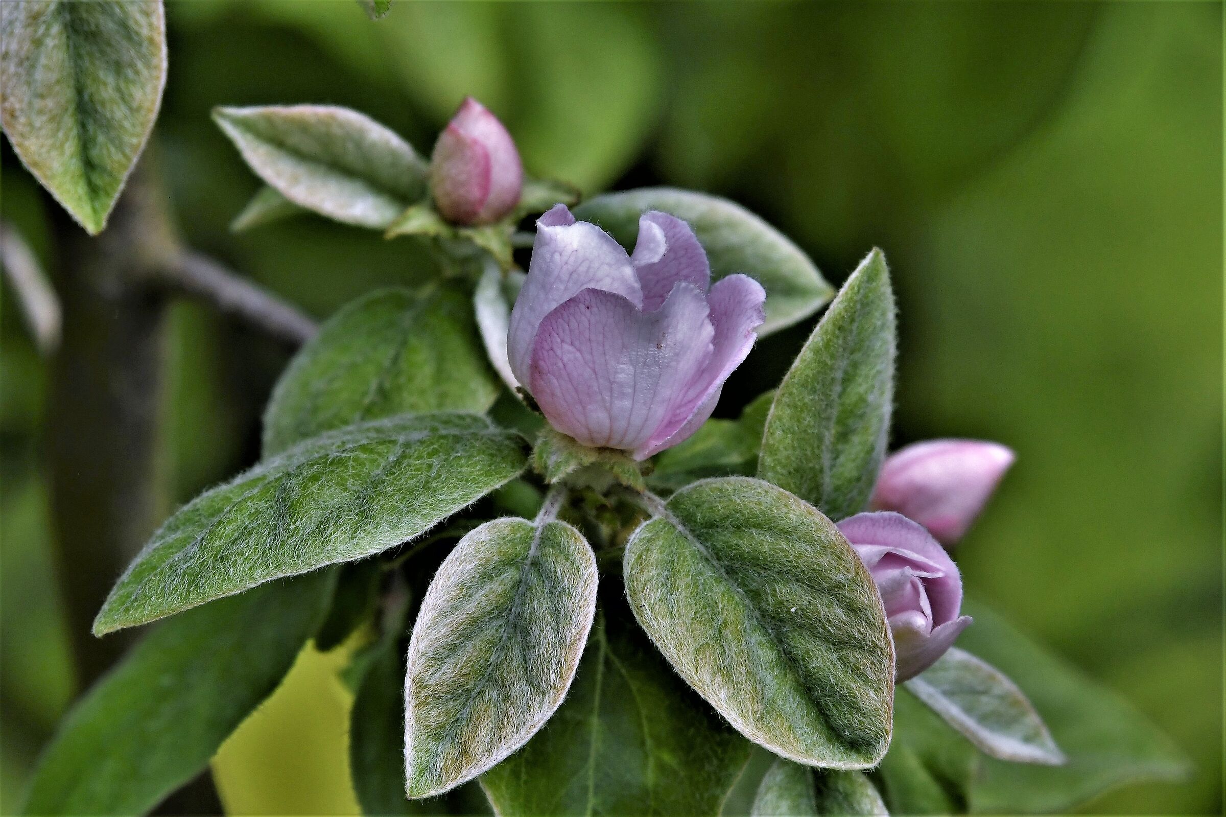 flower of the surname apple tree