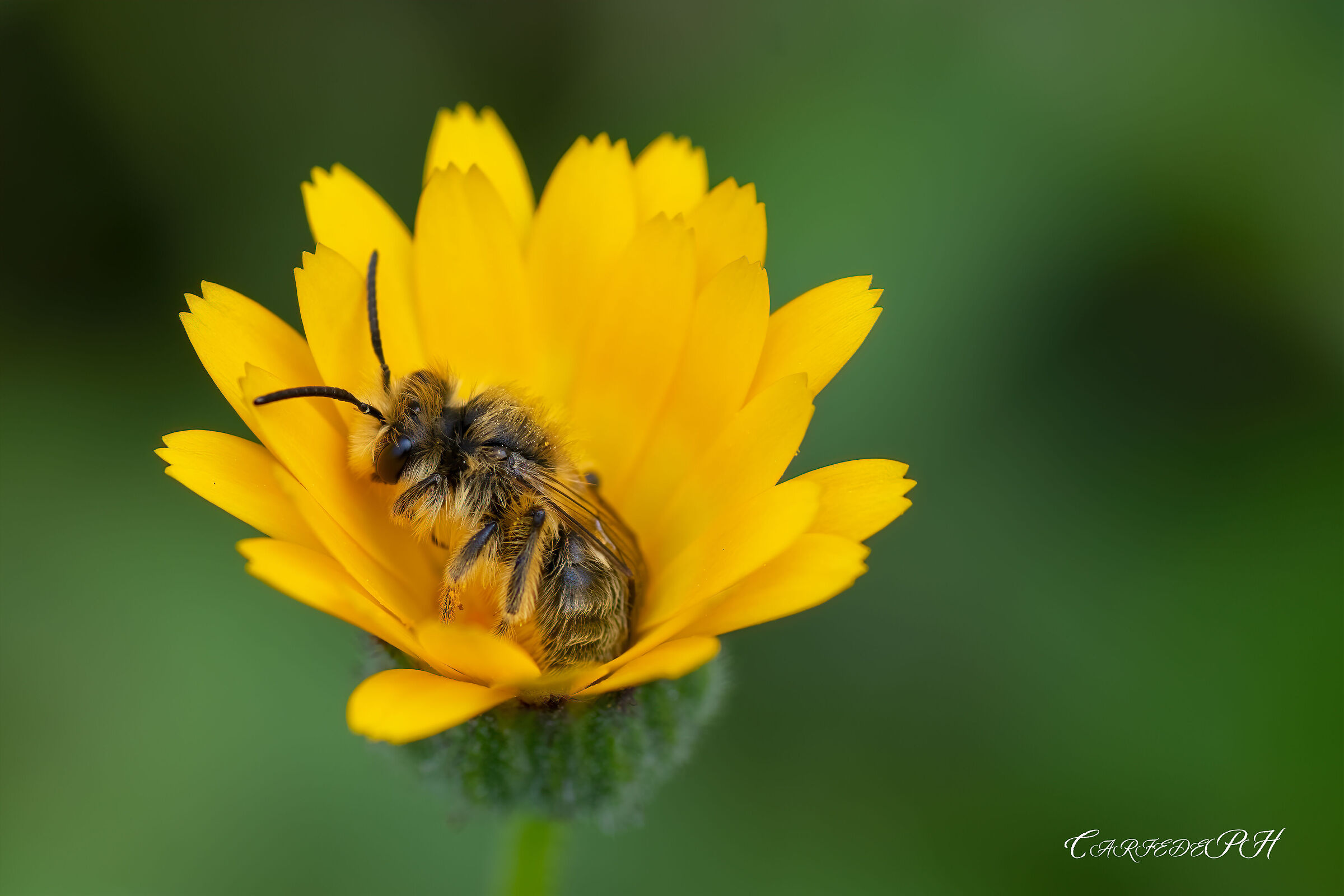 bee on flower