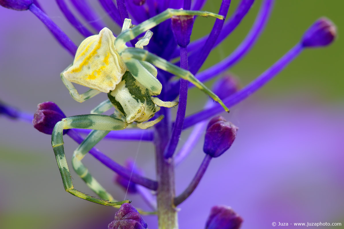 Misumena vatia, 012187