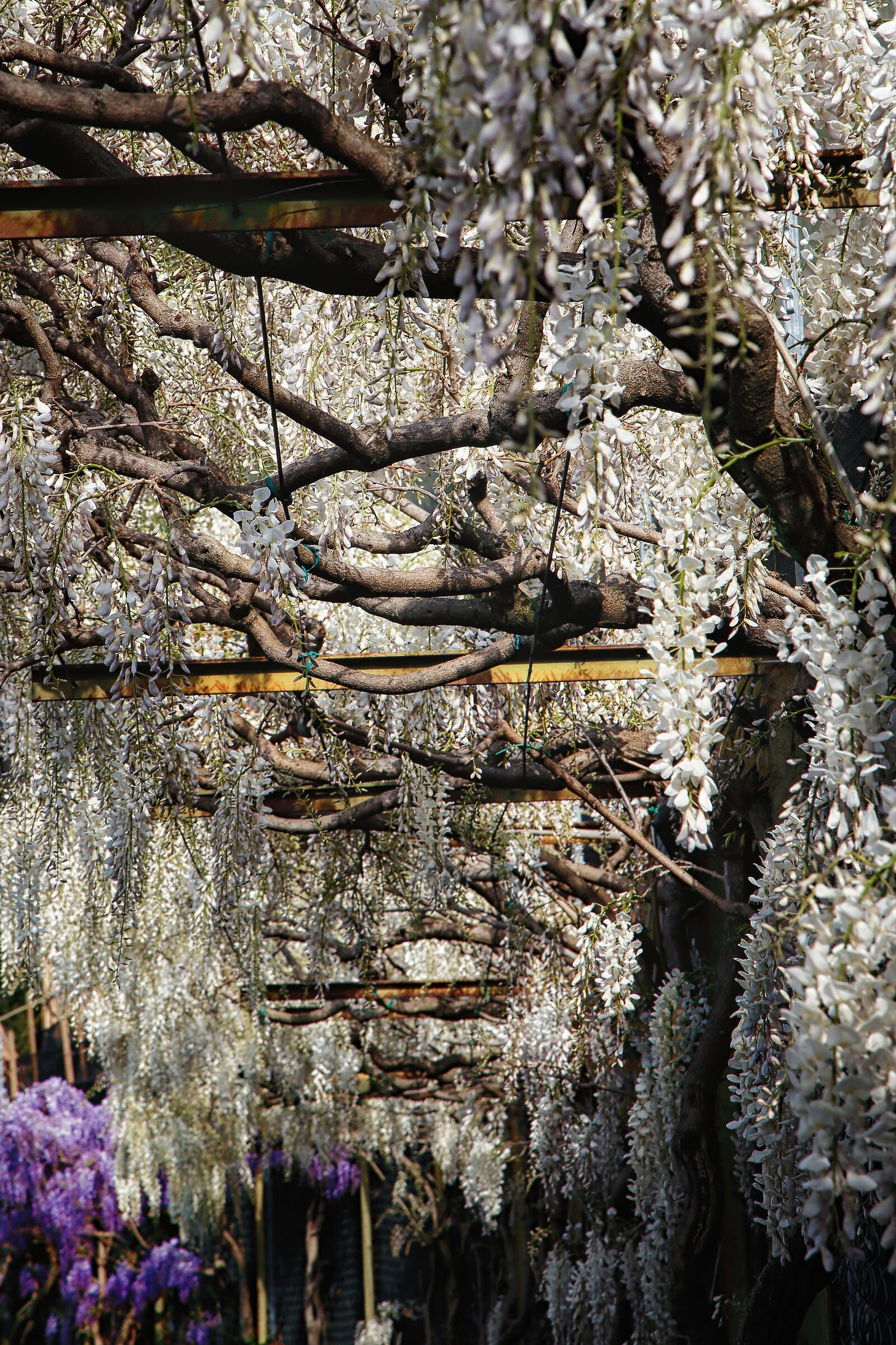 An explosion of glicini