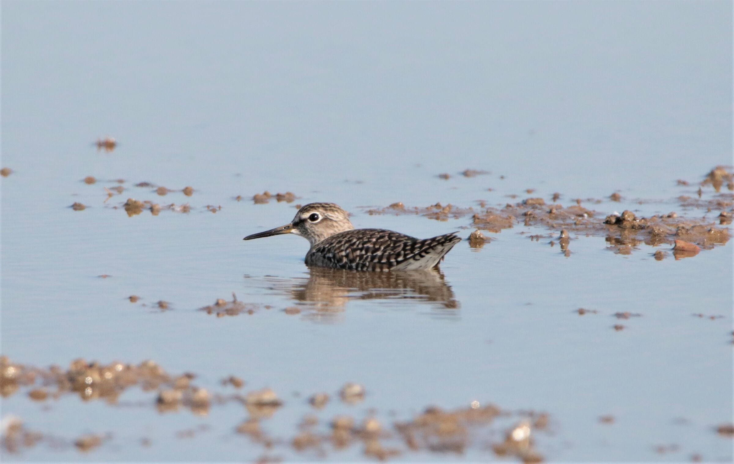 tentativo di mimetizzo! gambeccio