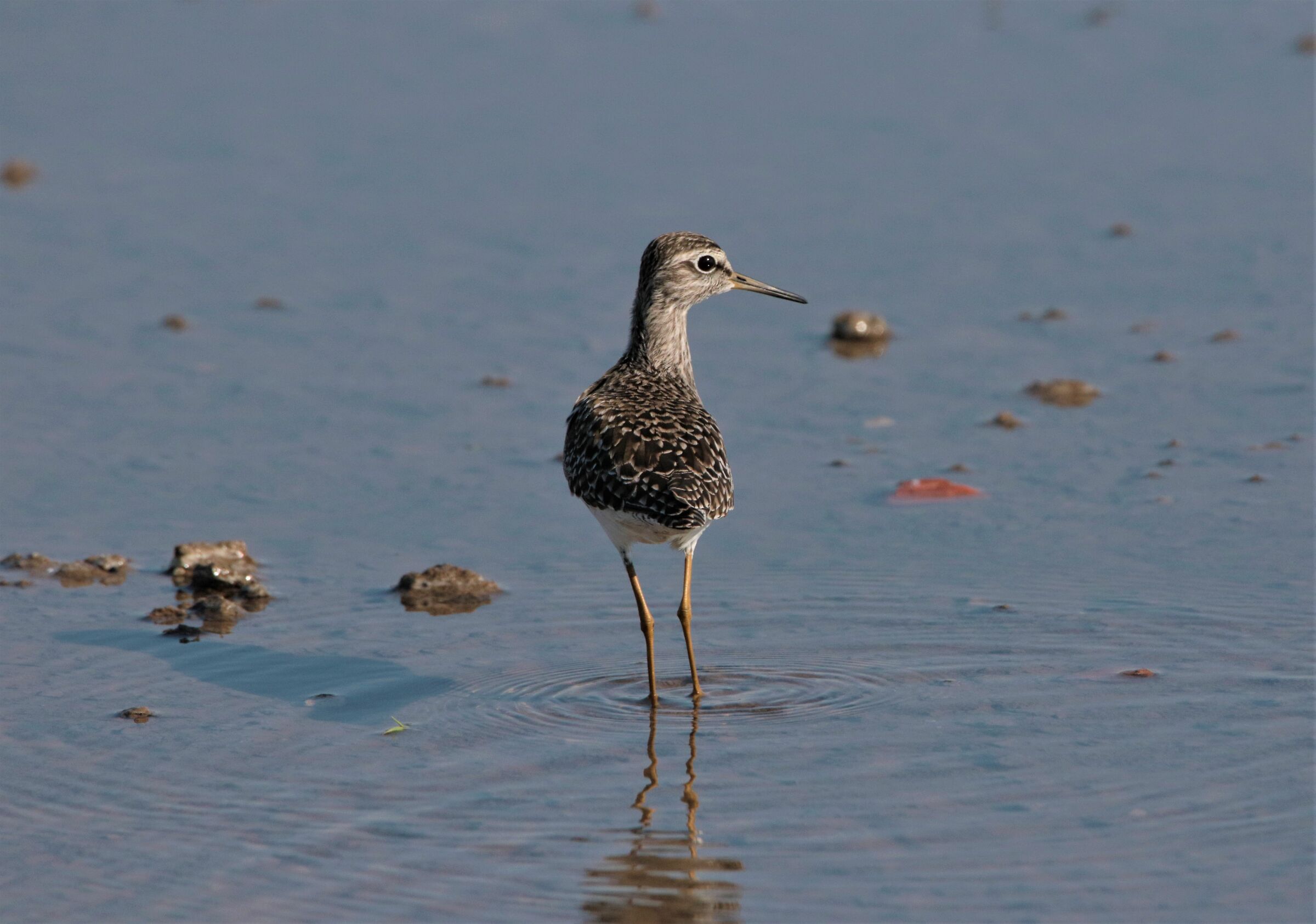 affrontare di petto!