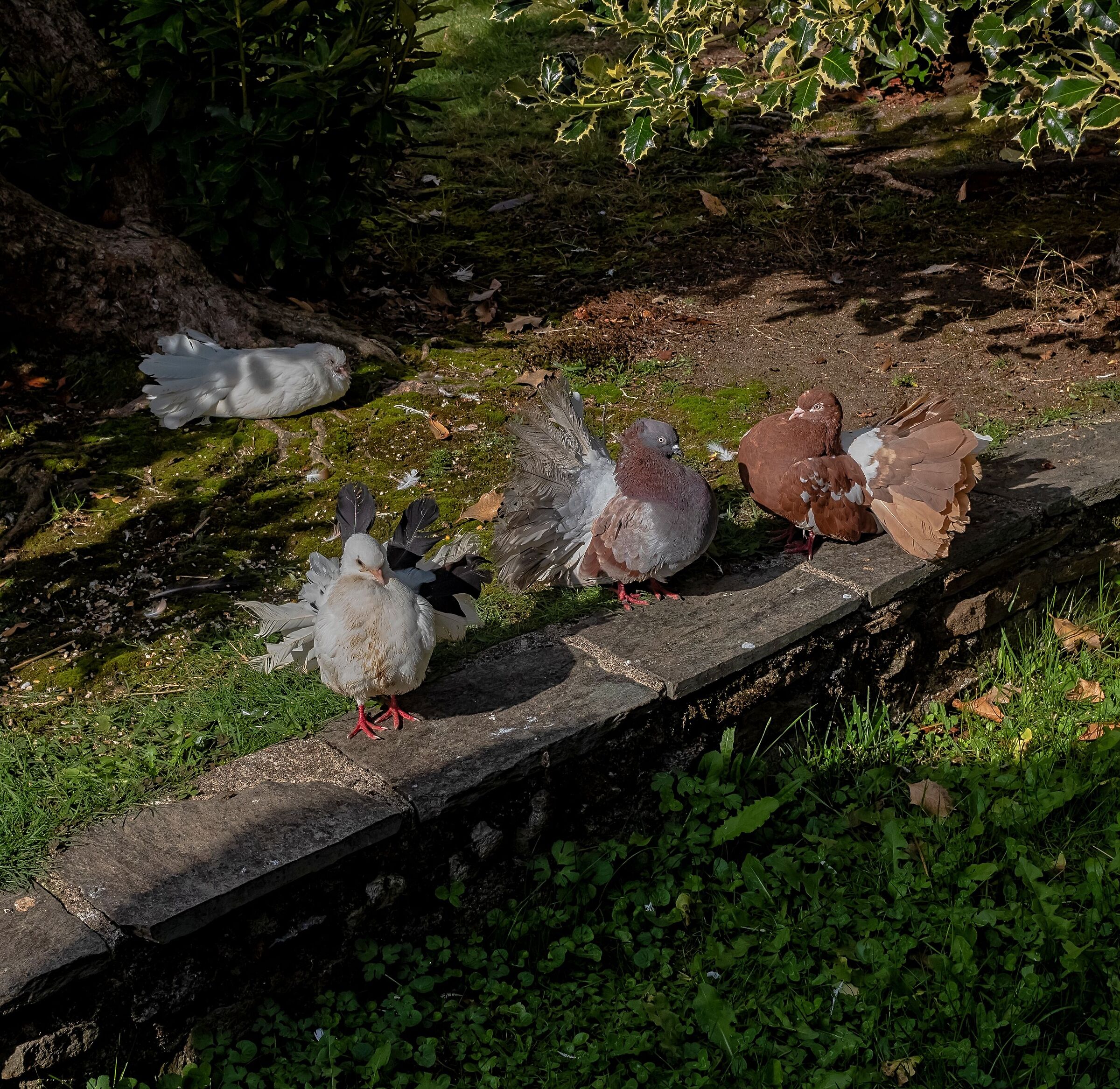 Pavoncelli Monte Mottarone 4/10/2019