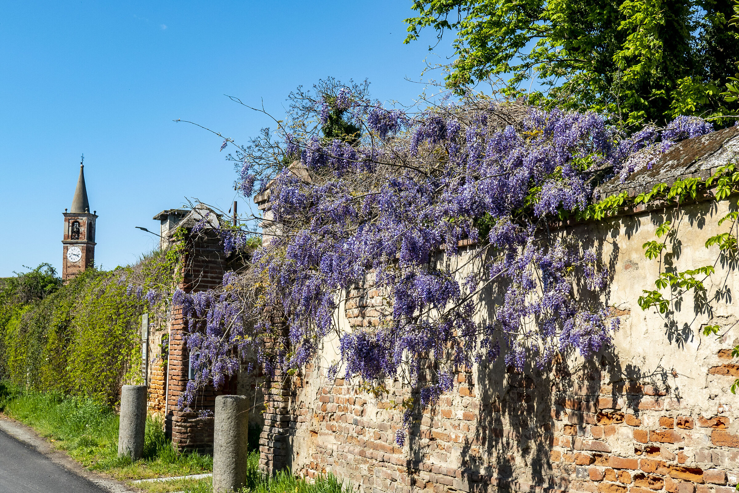 Glicine di Valeggio