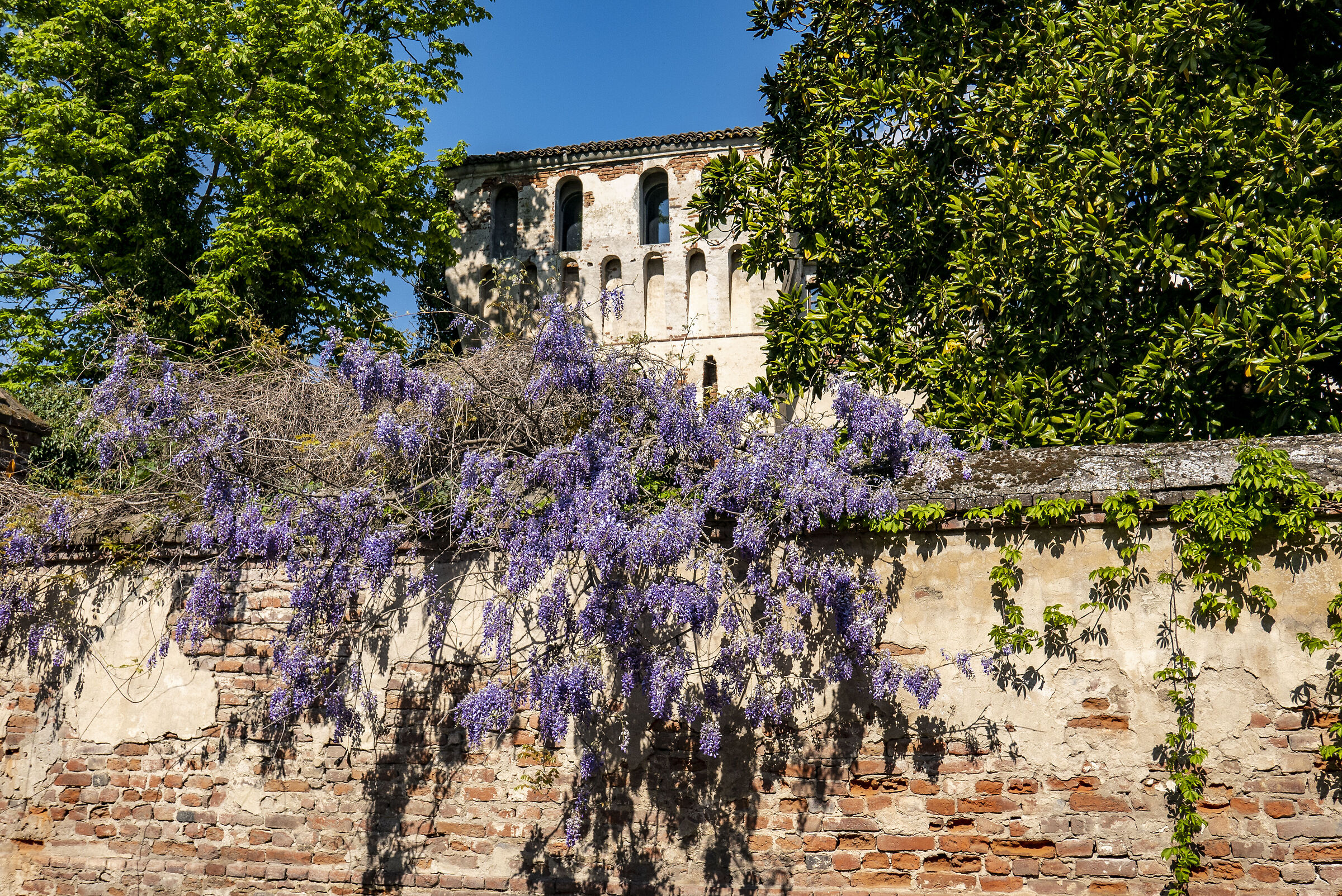 Glicine "medievale"