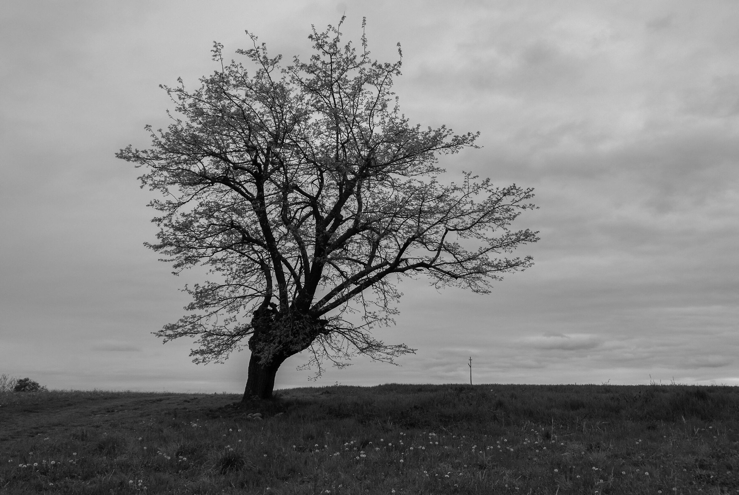 Ruginello's mulberry #1