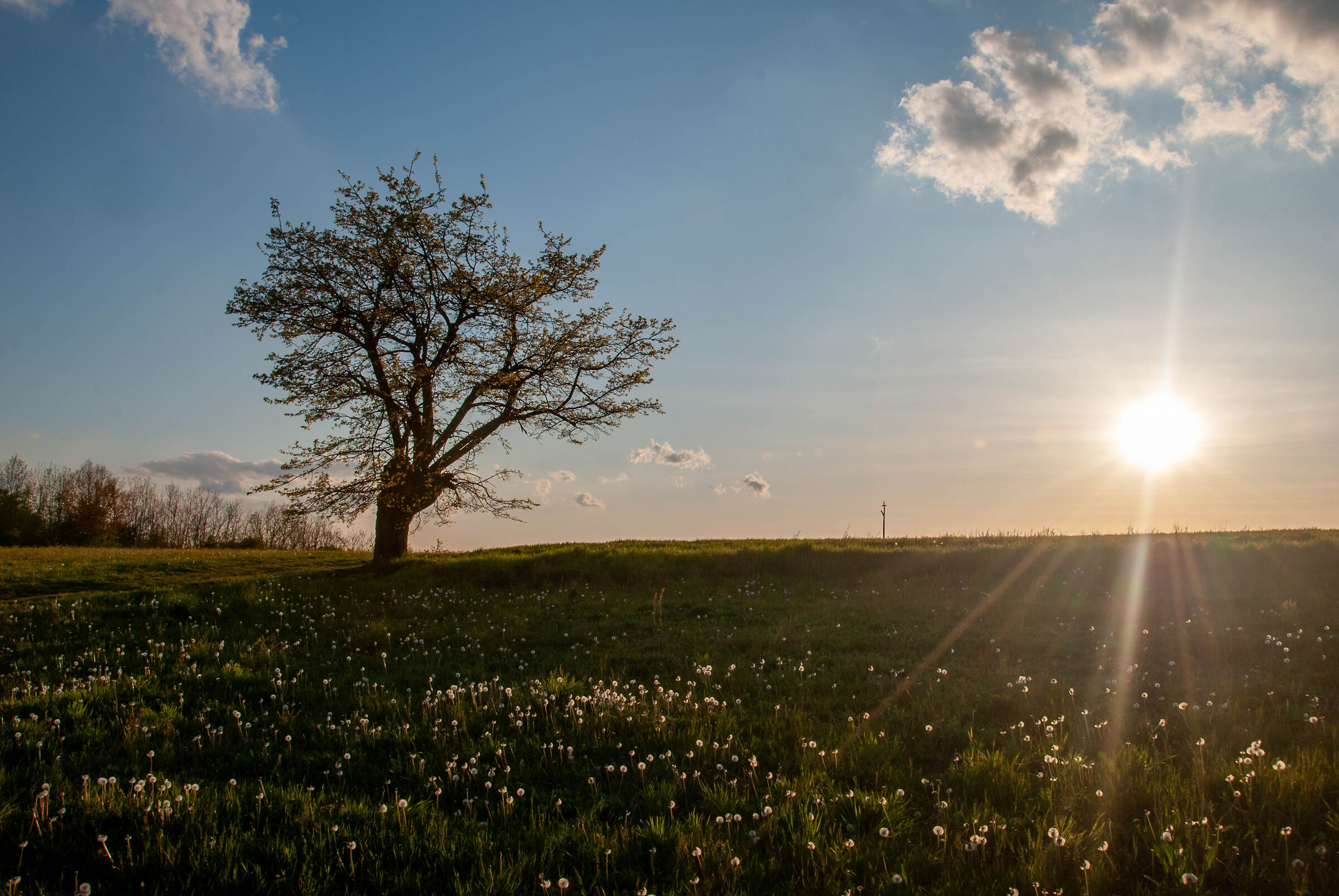 Ruginello's mulberry #2