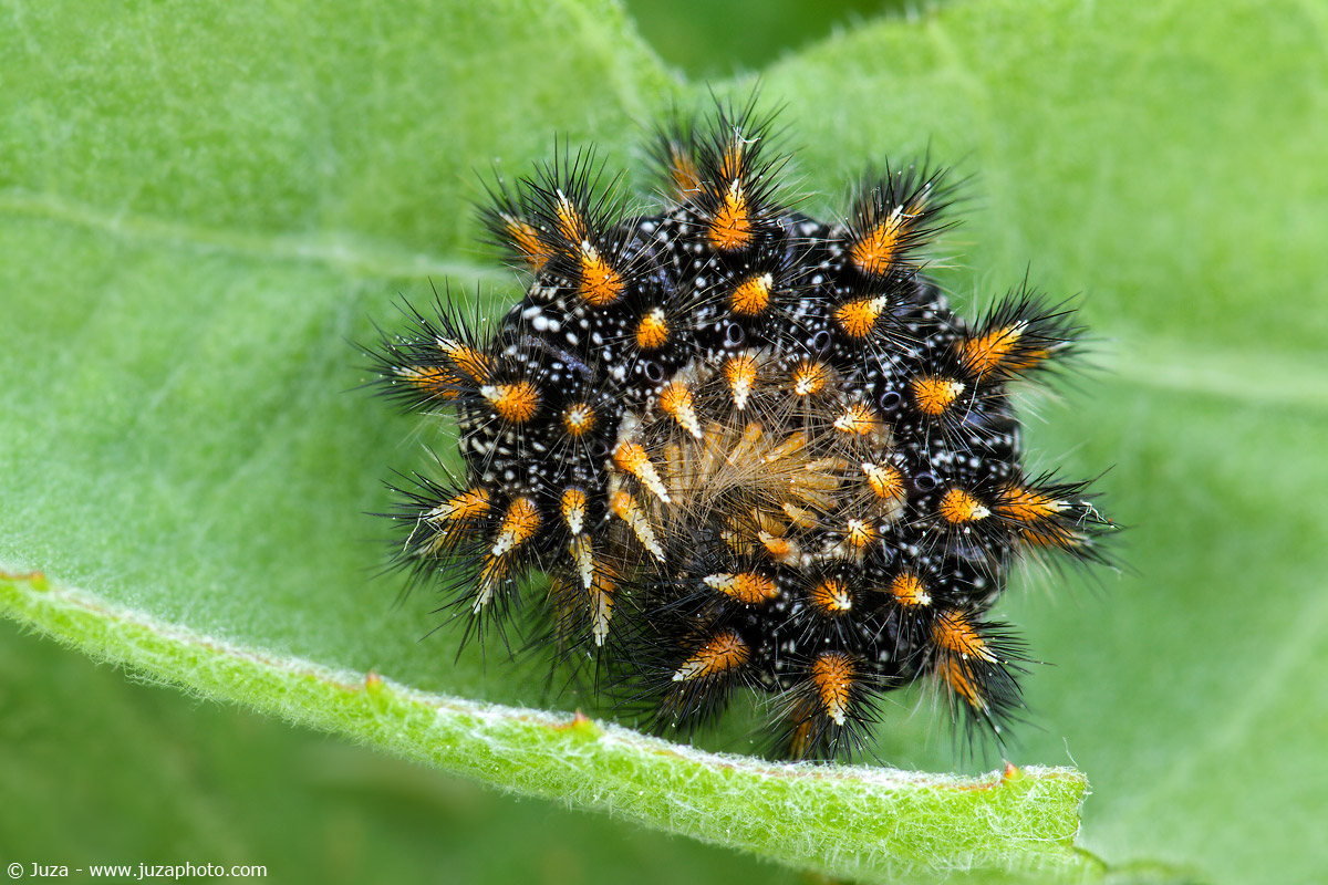 Melitaea athalia, 012181