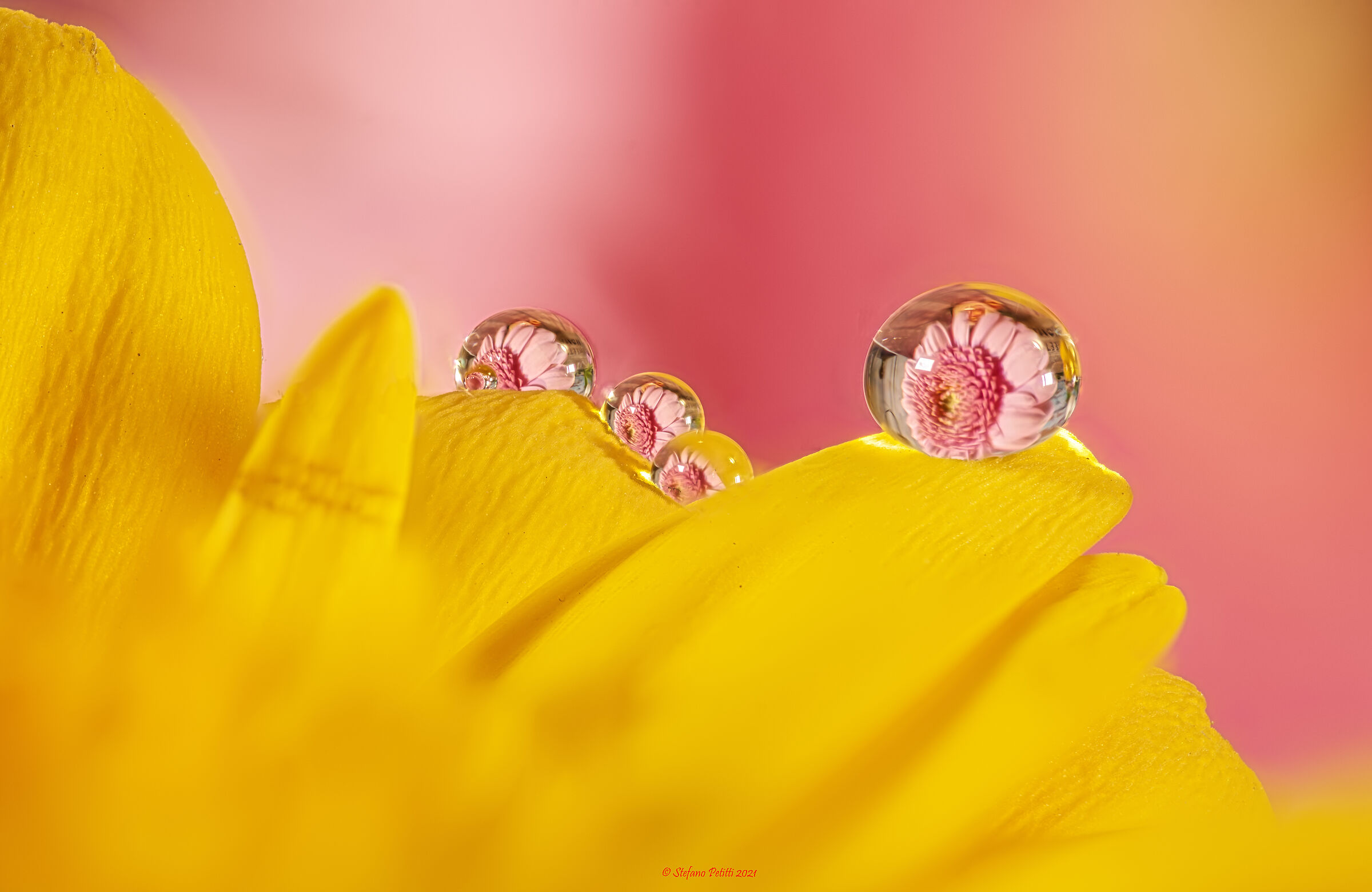Gerbera drops