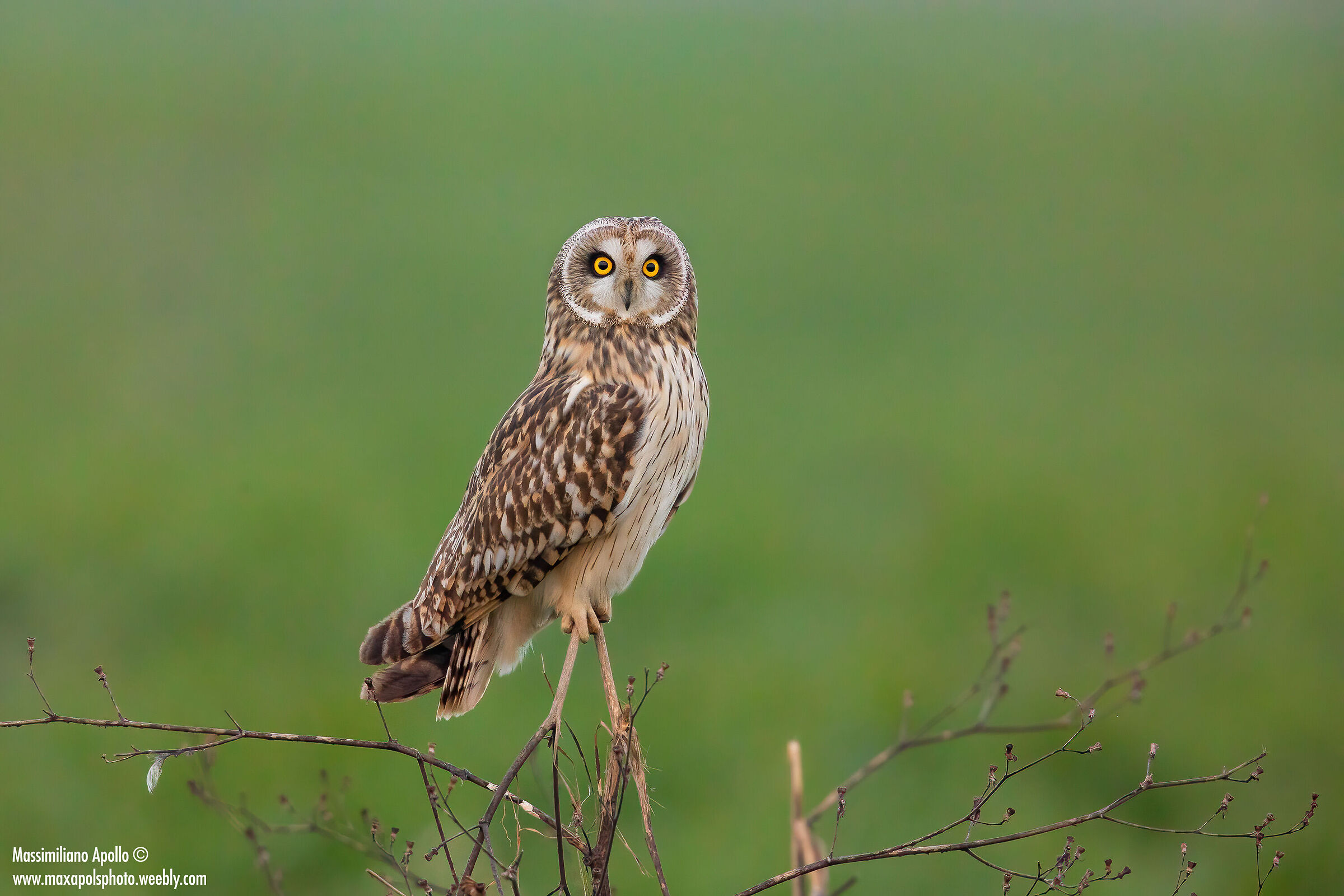 "where are the topiii?? ""