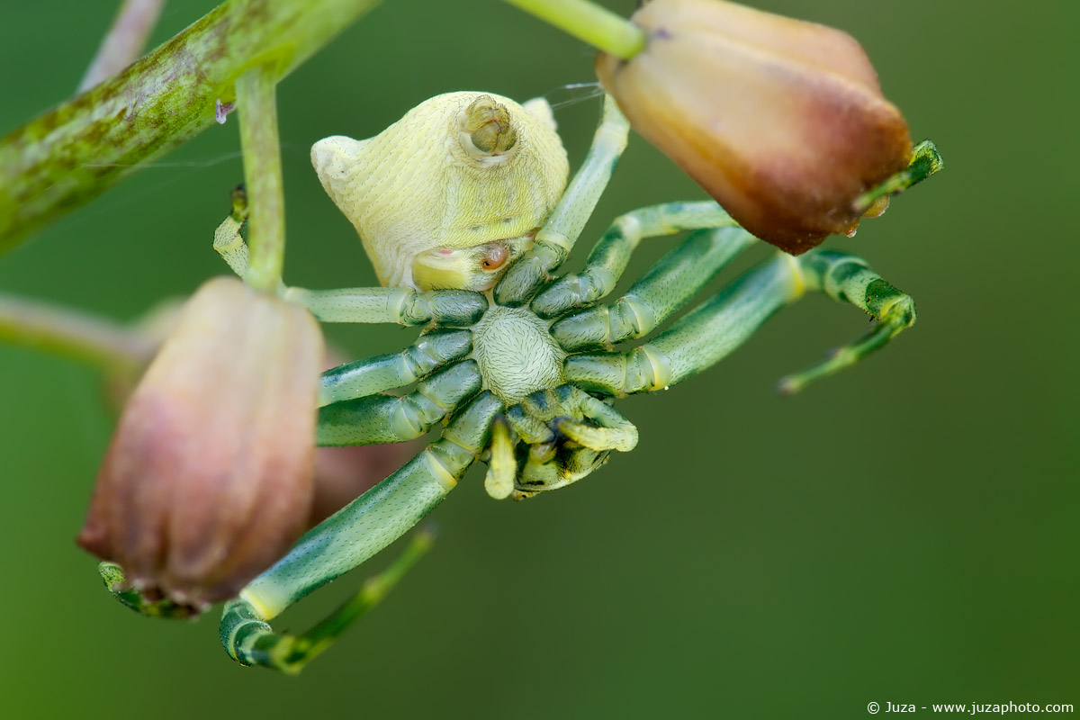 Misumena vatia, 012190