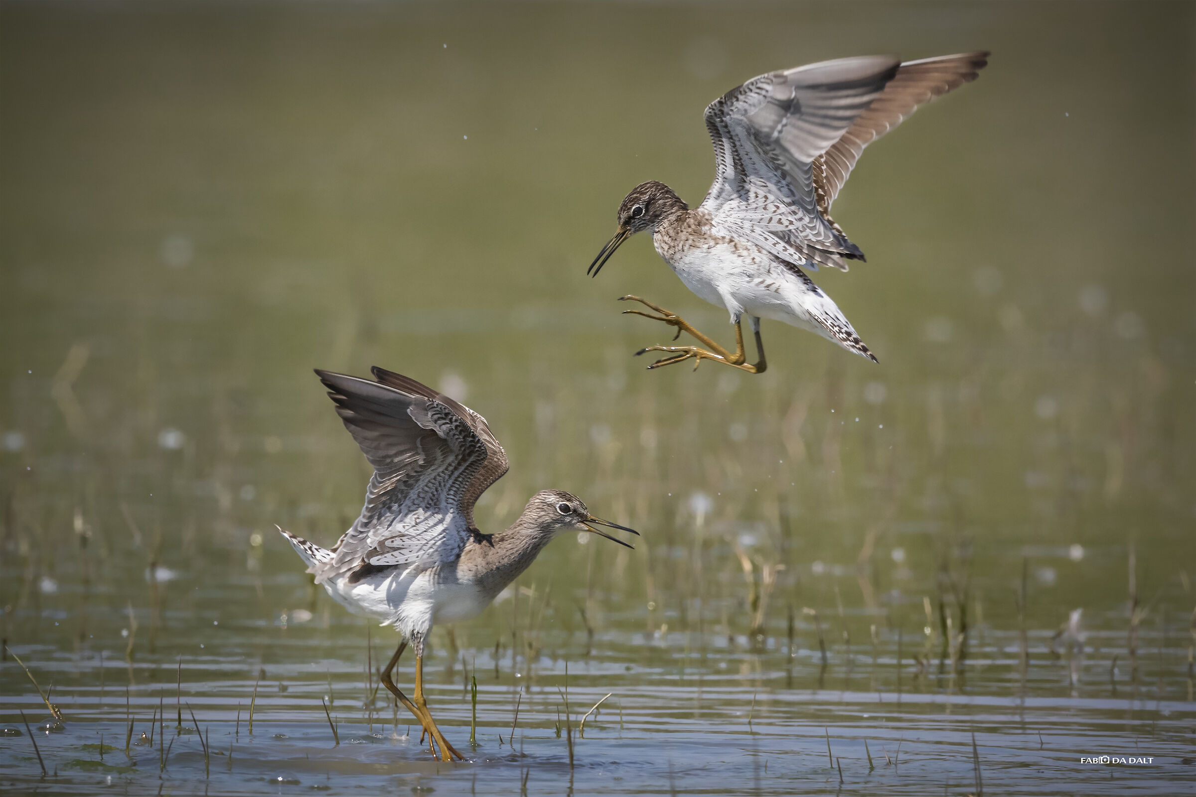 Piro Piro Boschereccio