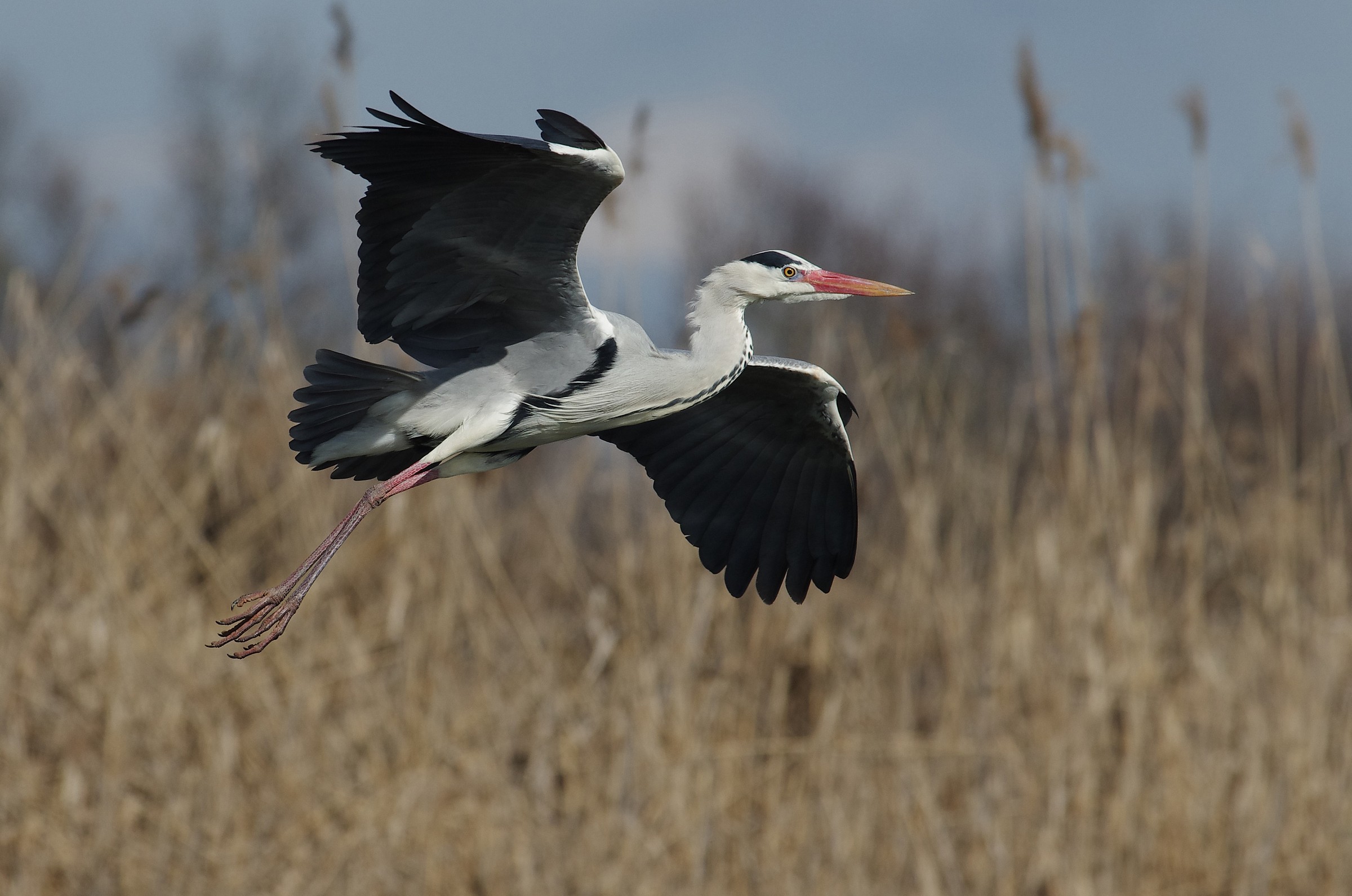 Airone cenerino in volo