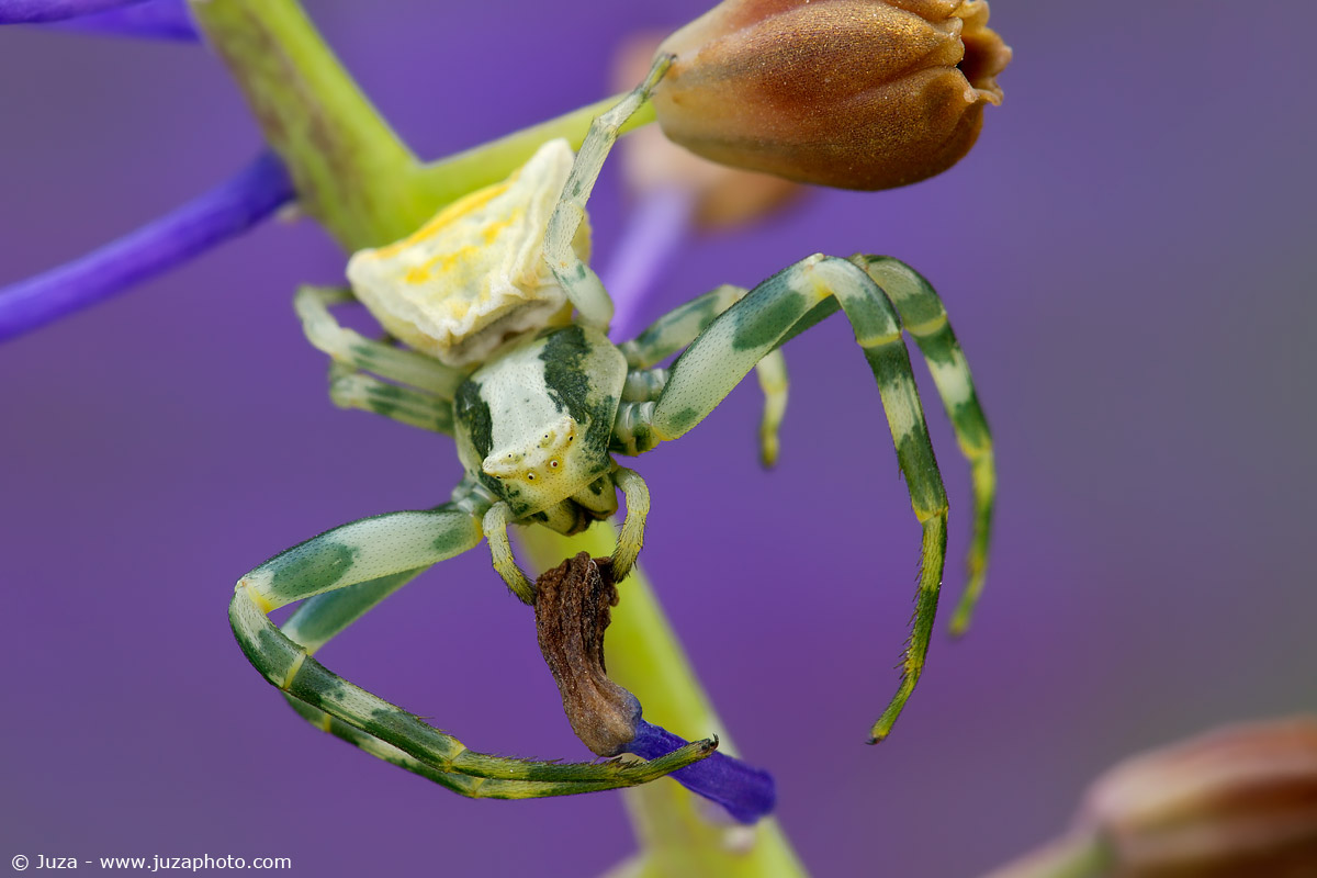 Misumena vatia, 012193