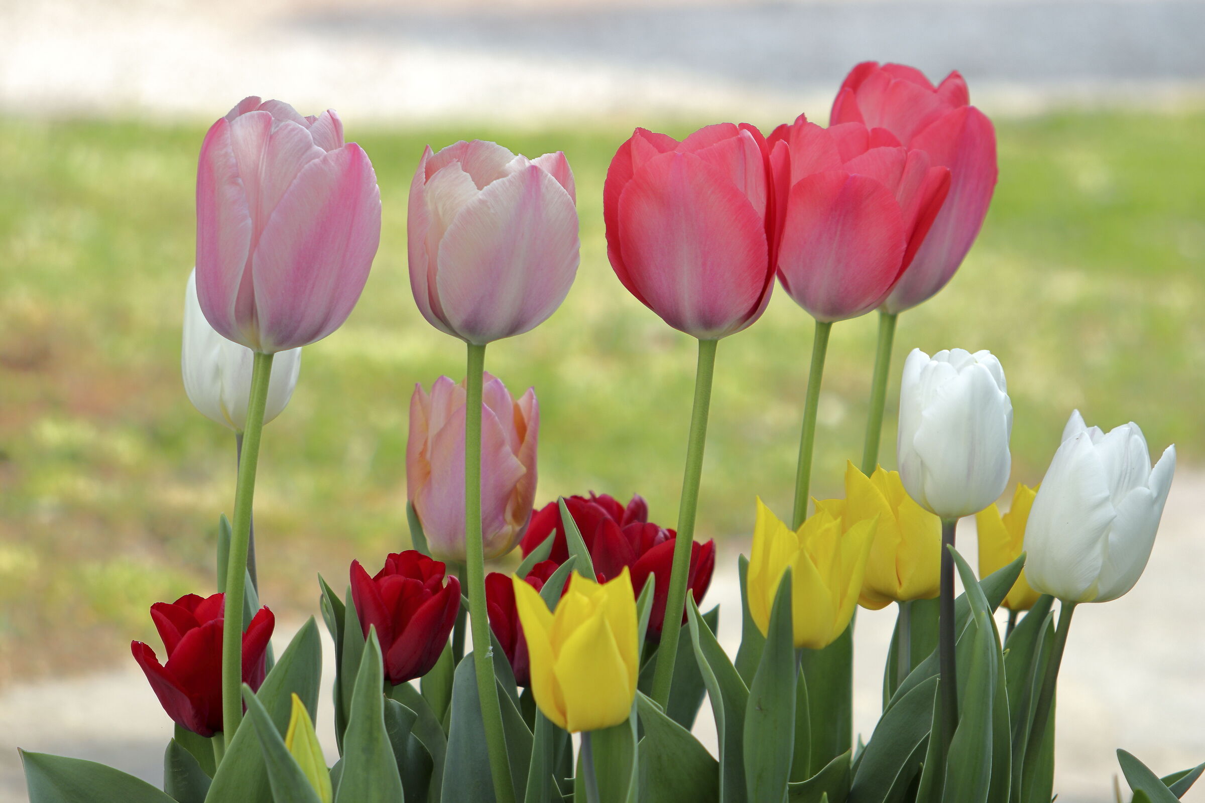 Tulipani sotto la pioggia