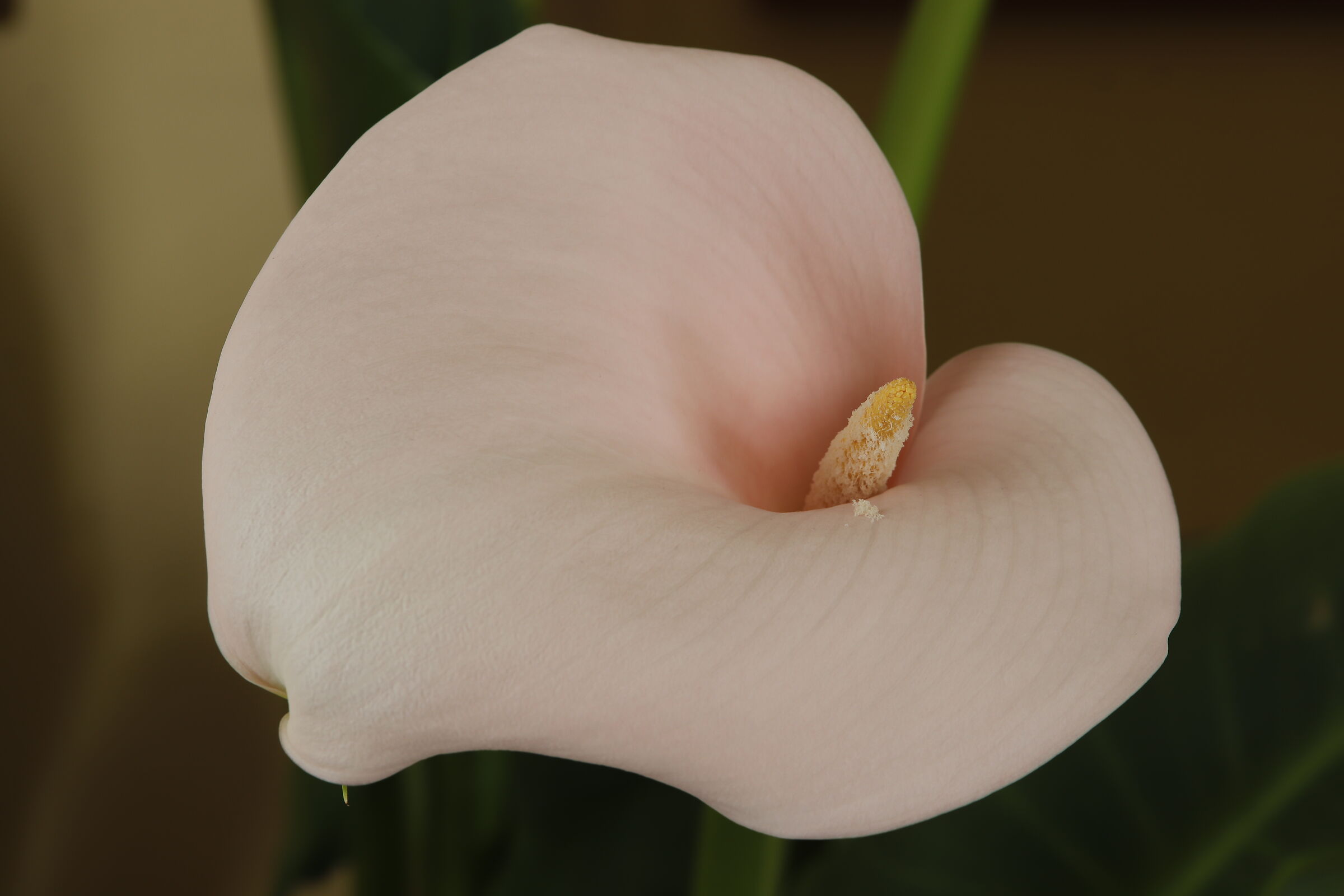 calla in the vase 14/04/2021