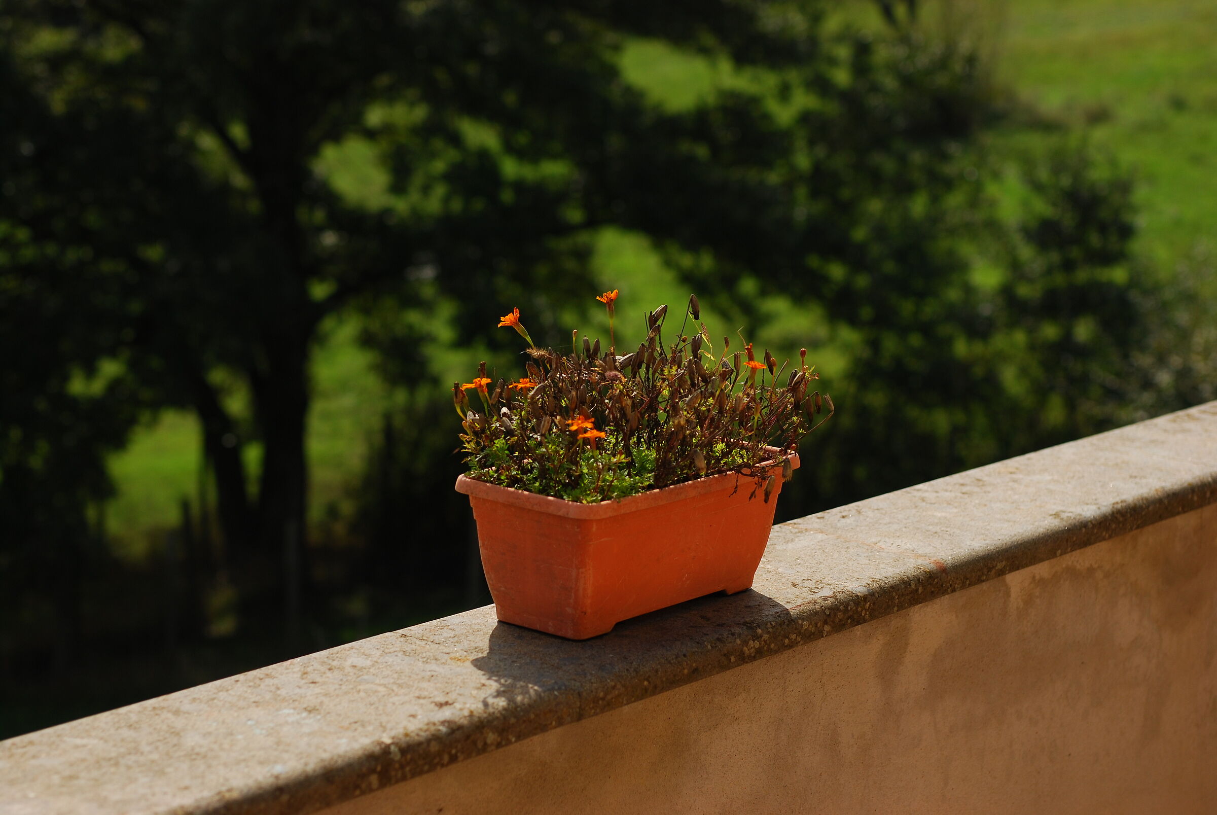 fiori del mio balcone