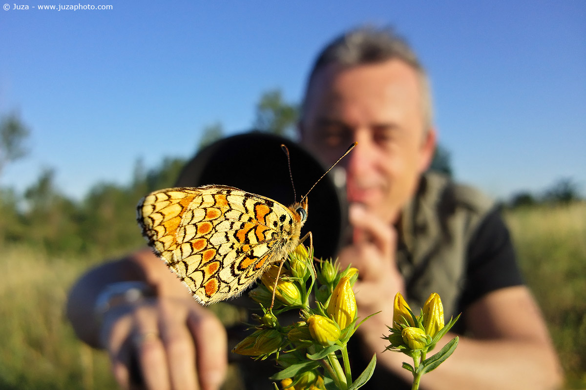 Melitaea phoebe, 012198