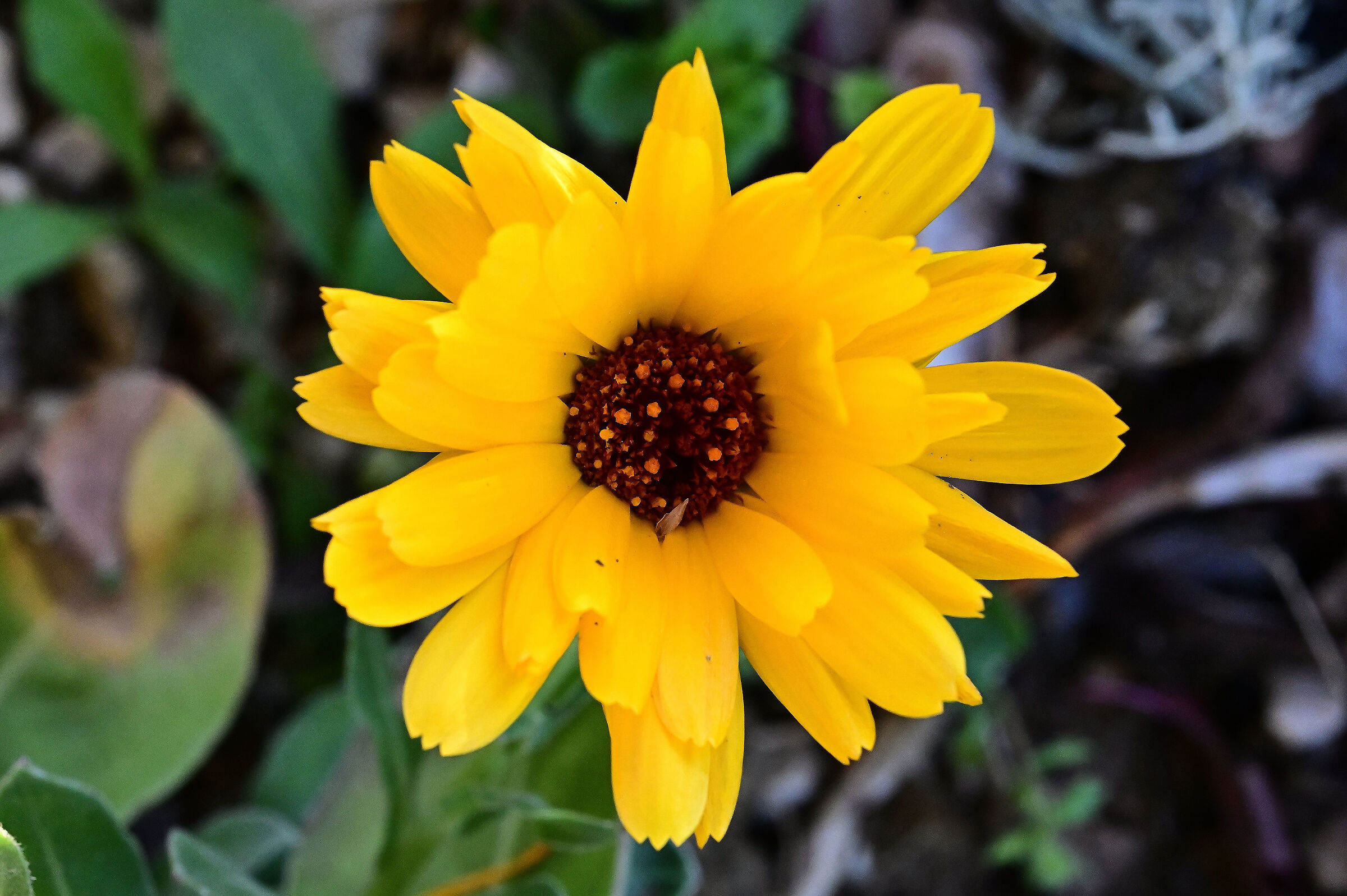 flower
