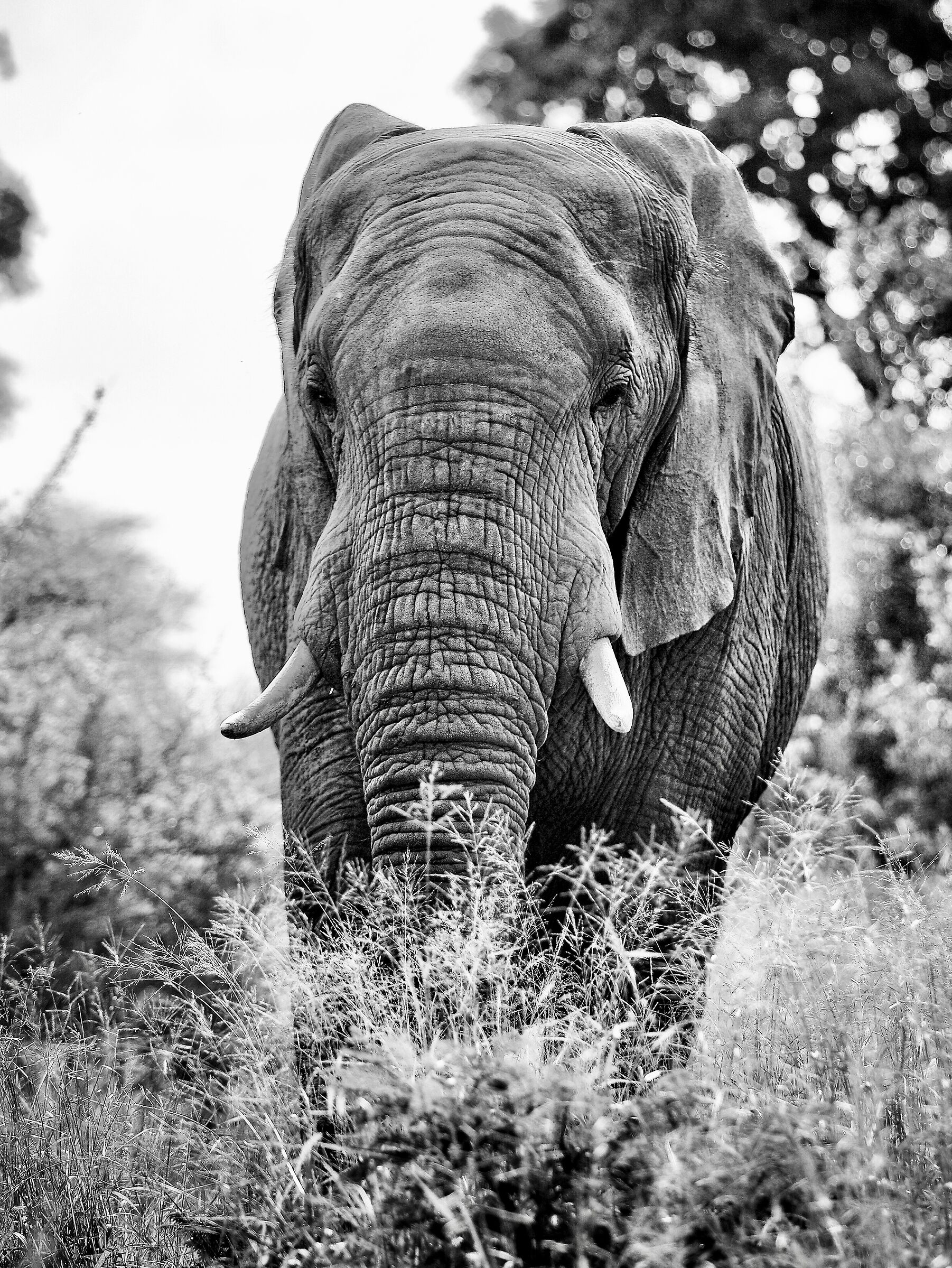 Elephant