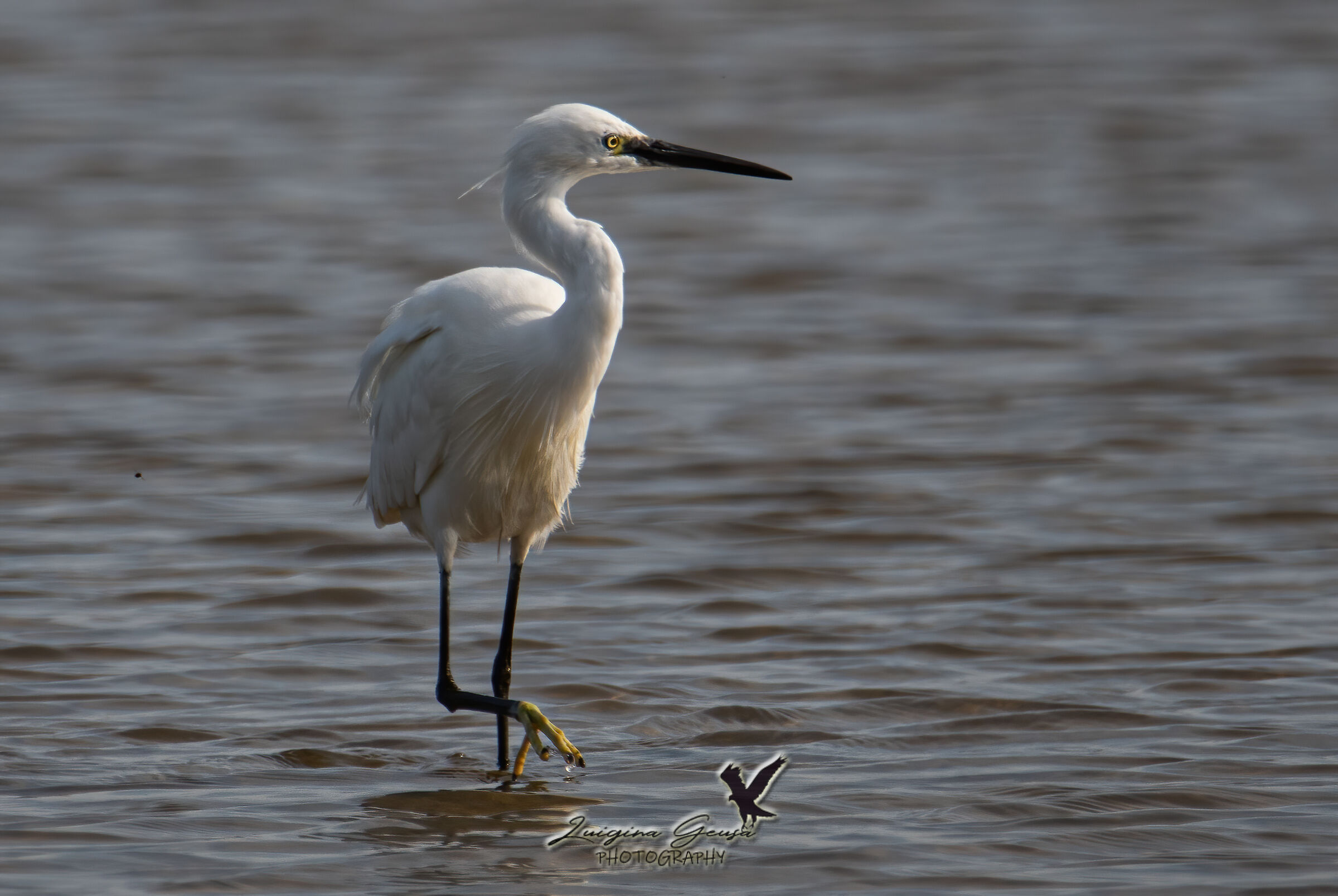 egret