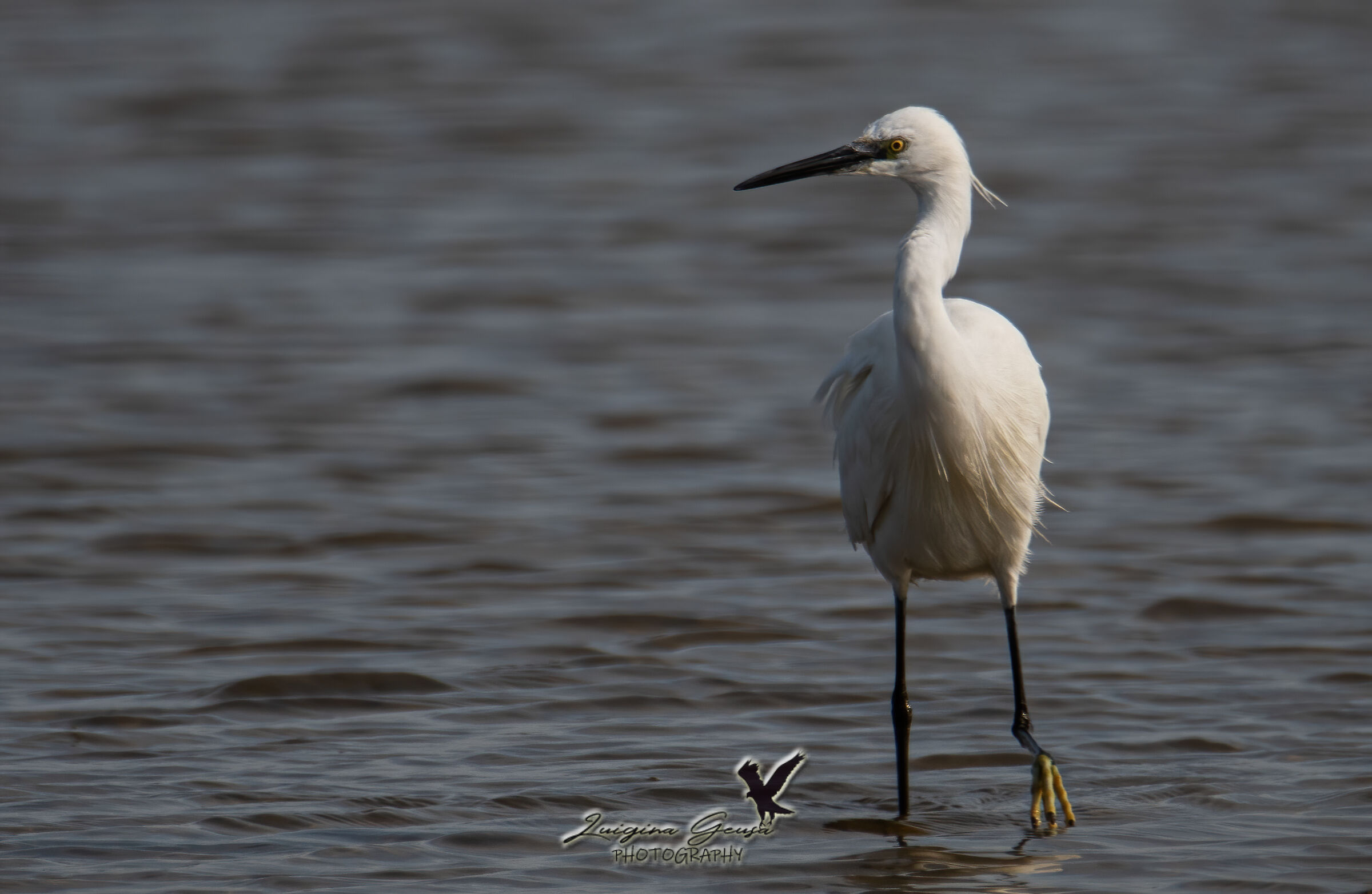 Egret egret egret fishing