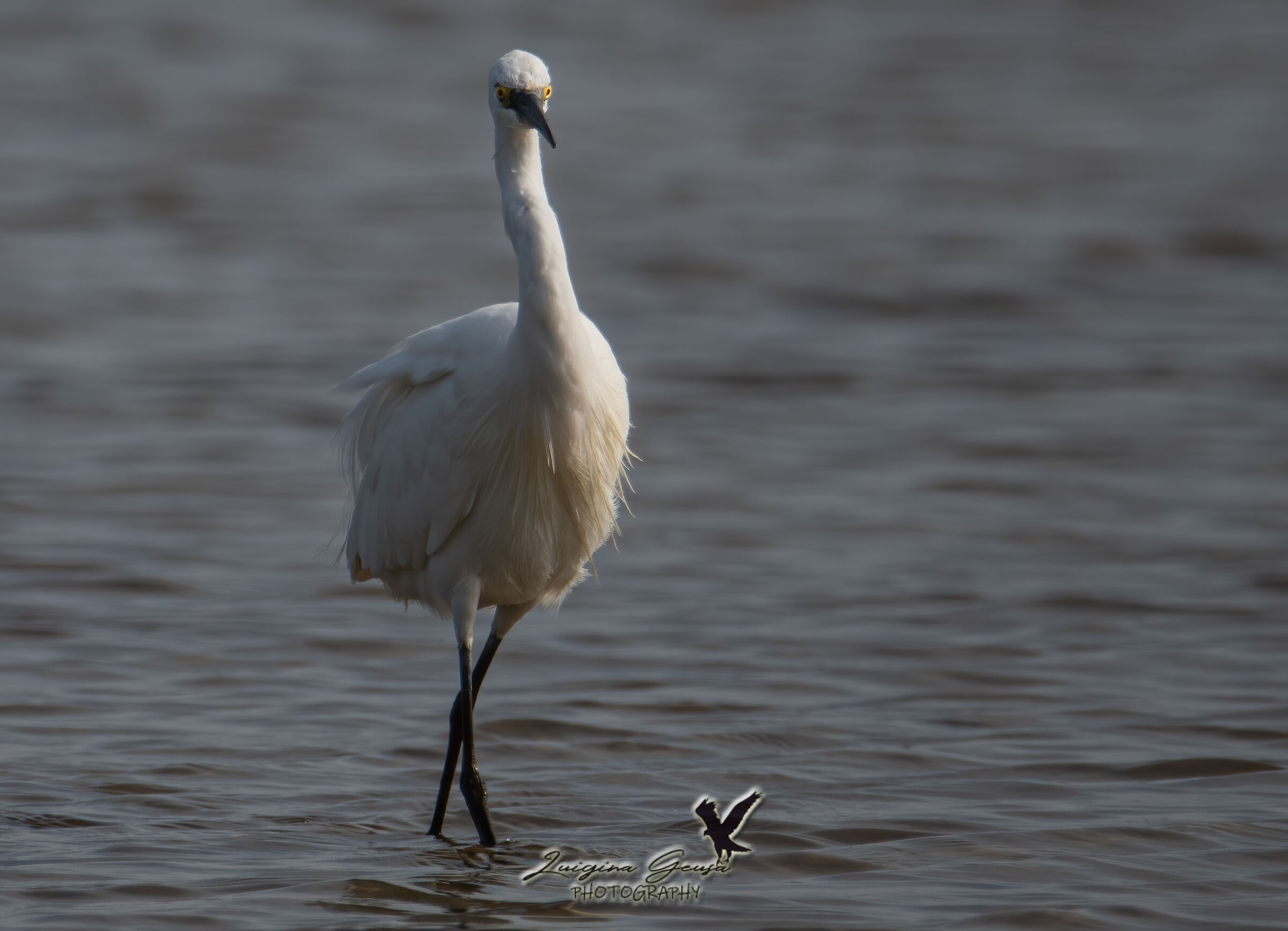 Front egret
