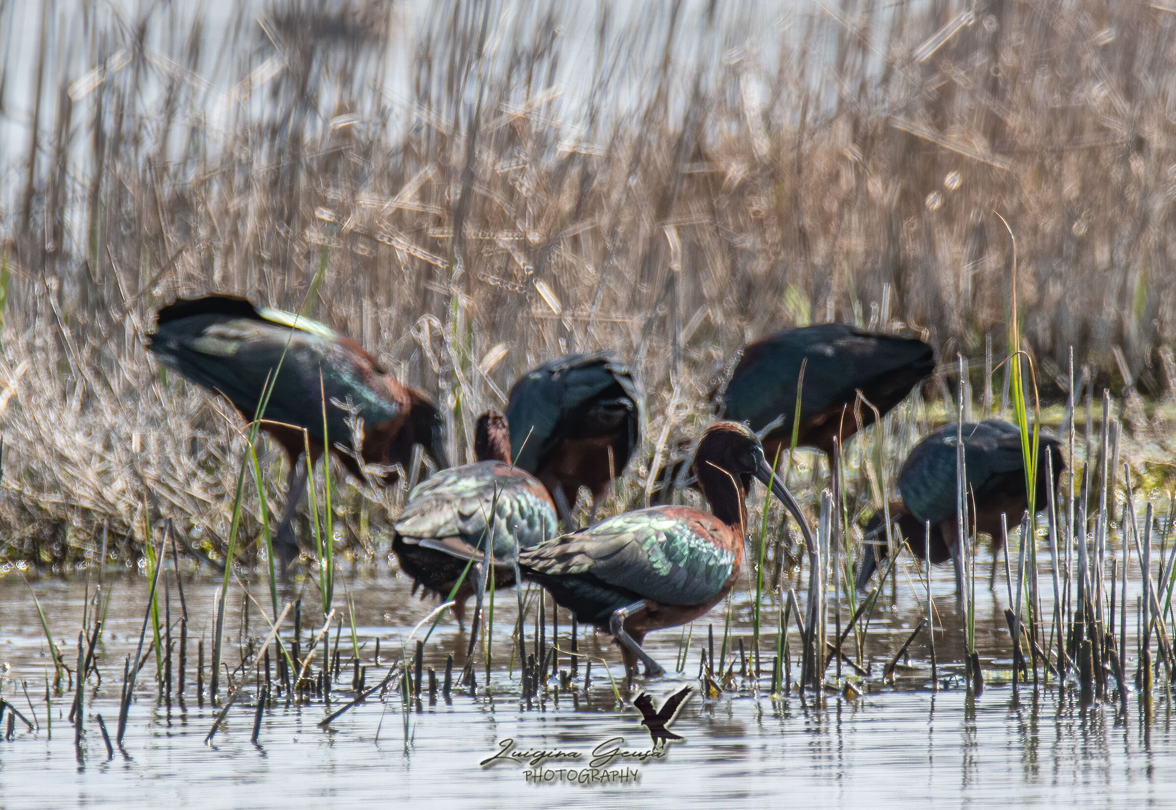 mignattai in feeding