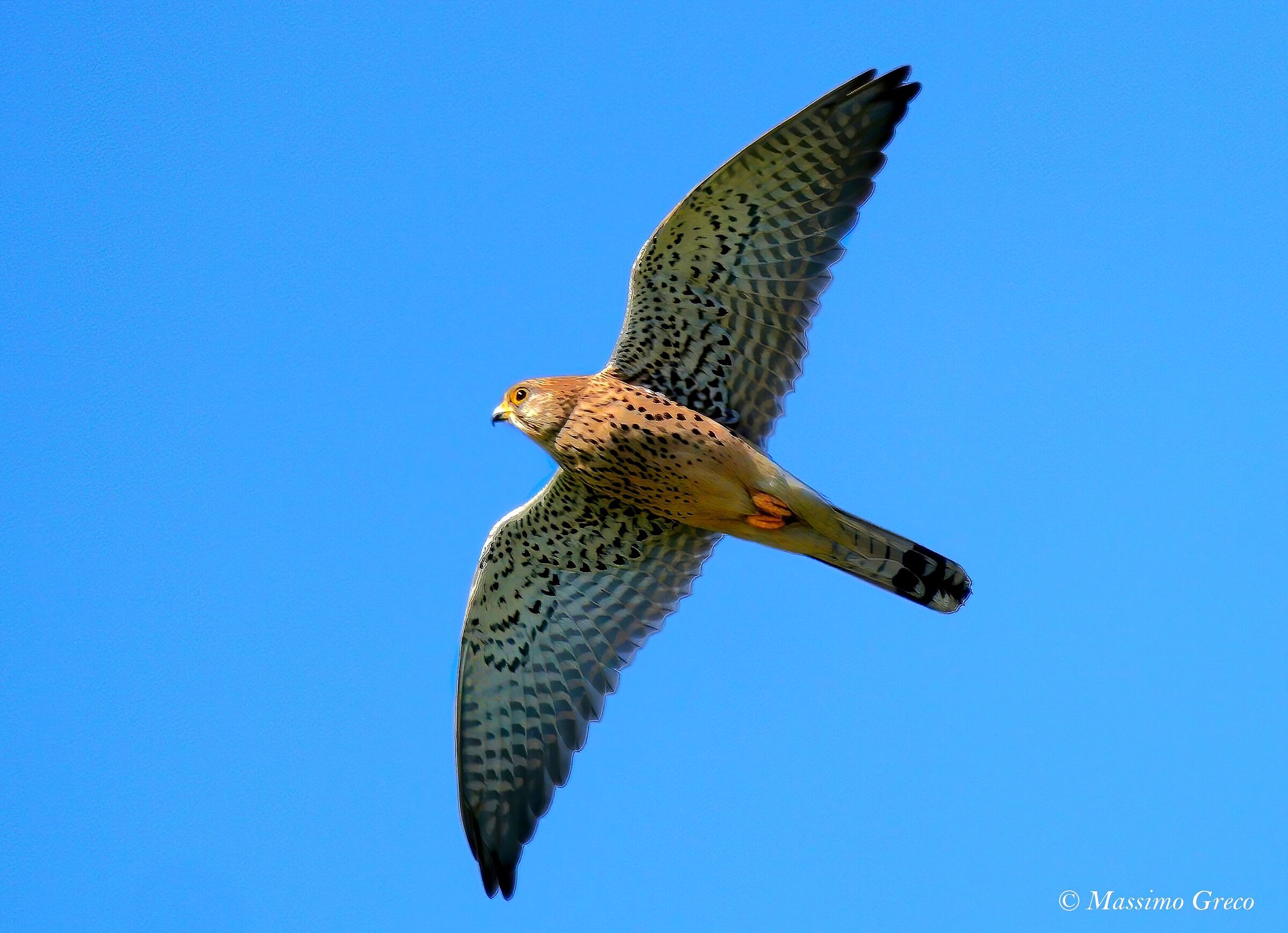 Gstreg (Falco tinnunculus)