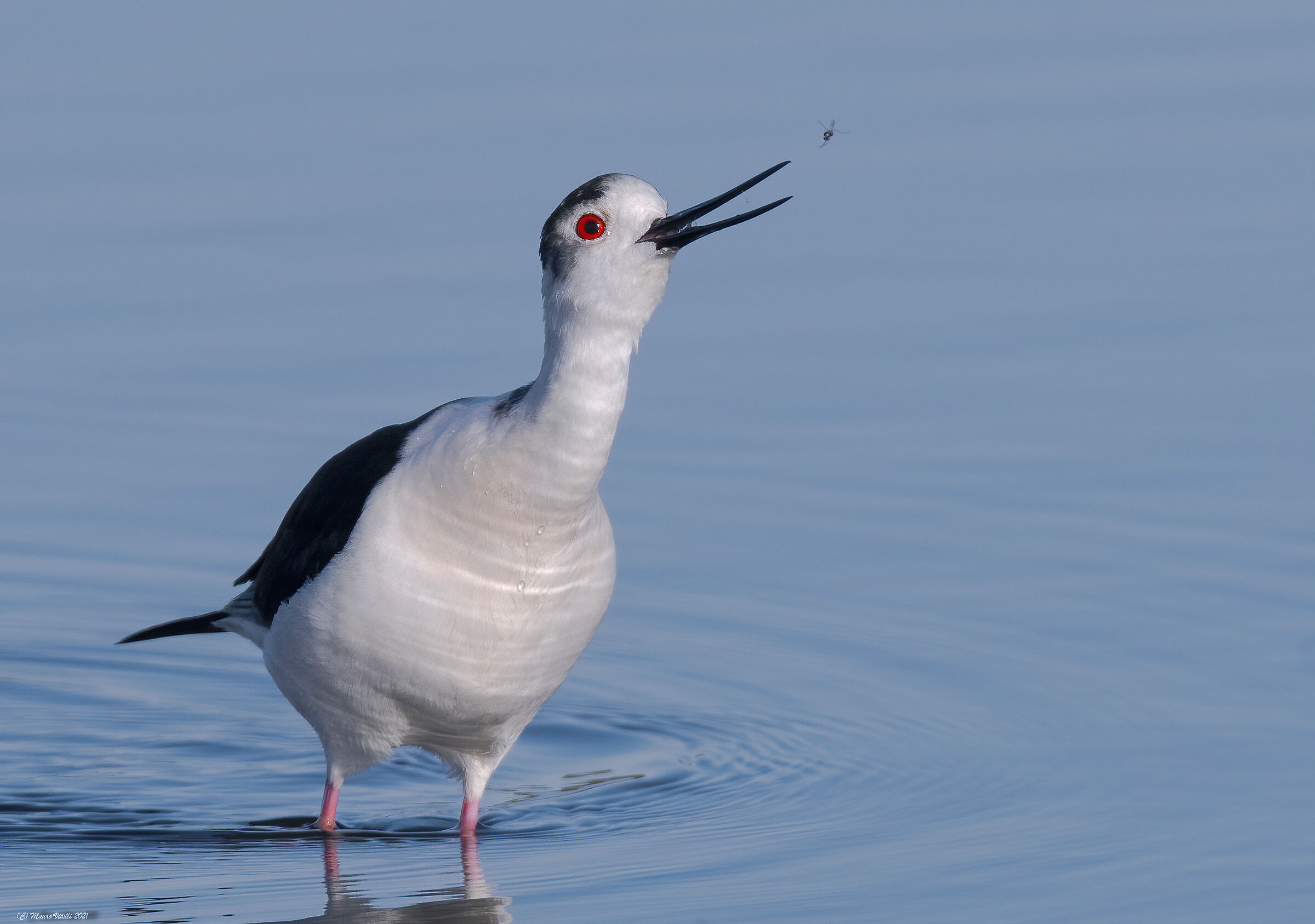 The Knight and the Mosquito